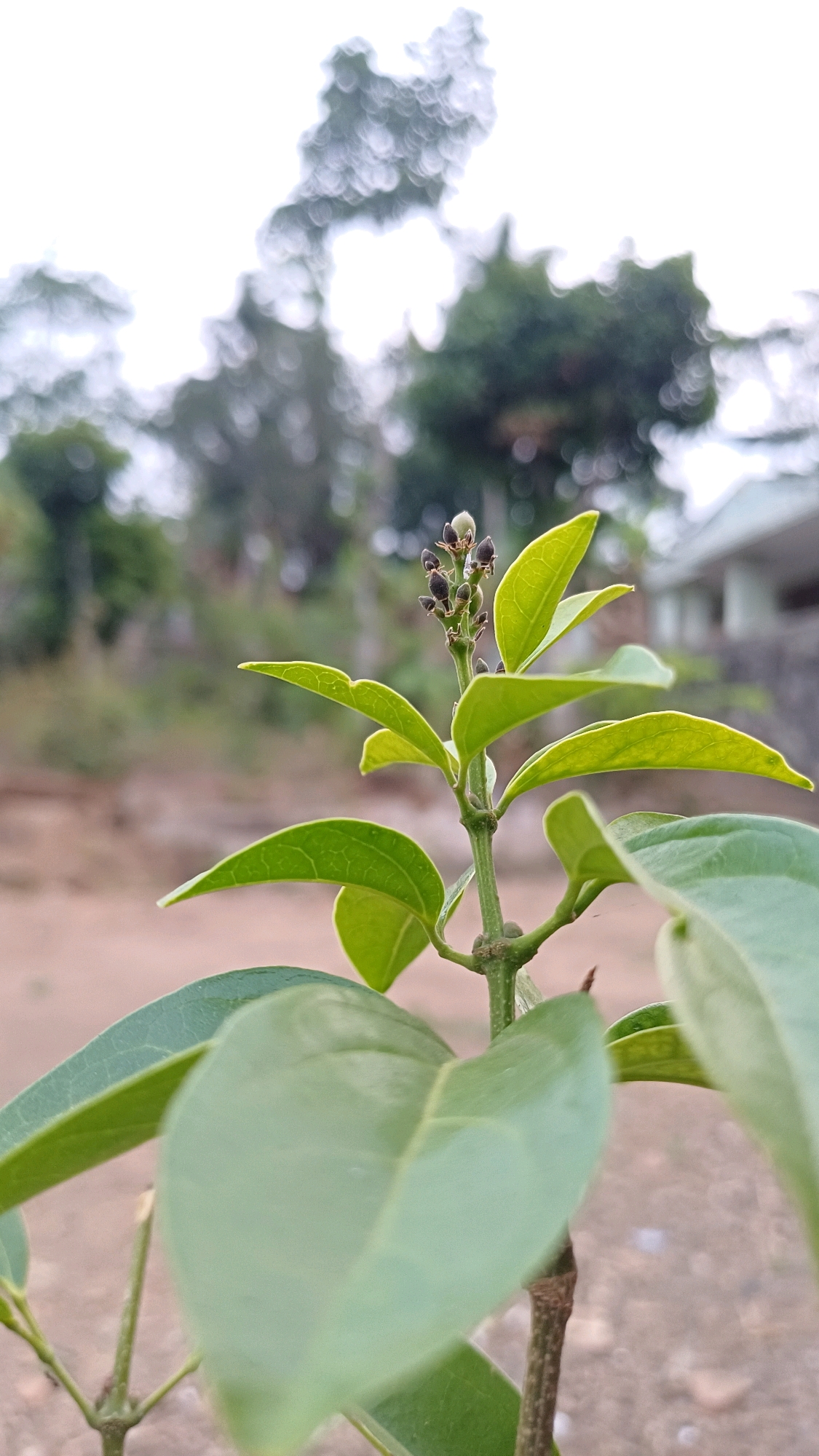 A close-up, shallow depth of field shot focuses on a young plant with vibrant green leaves and developing buds at the top. The plant is positioned in the foreground, with a blurred background suggesting an outdoor environment. In the mid-ground, the blurry shapes of trees and a structure that appears to be a building are visible. The ground beneath is a mix of dirt and possibly some gravel. The overall lighting suggests it is daytime, possibly overcast, contributing to the soft focus of the background. The specific location within Wonokerso, Indonesia, is not discernable from the visual information in the image. There are no people or animals present.