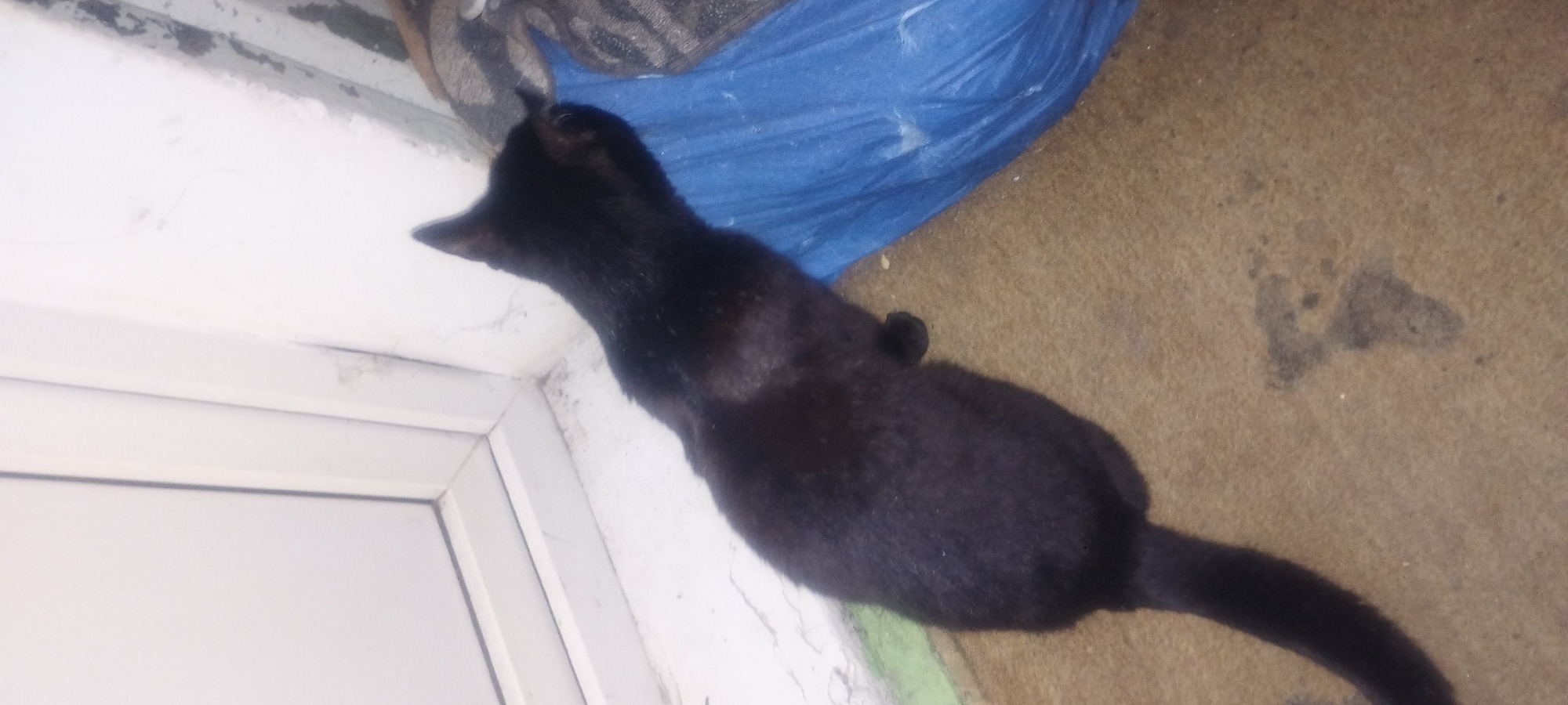 A black cat is lying on a brown carpet next to a white wall and a blue plastic bag. The cat is facing away from the camera and appears to be resting. The environment suggests an indoor setting, possibly a room or a porch, with natural light coming from the left. The image does not provide any specific landmarks or details that would allow for precise location identification within Zaporizhzhia, Ukraine.