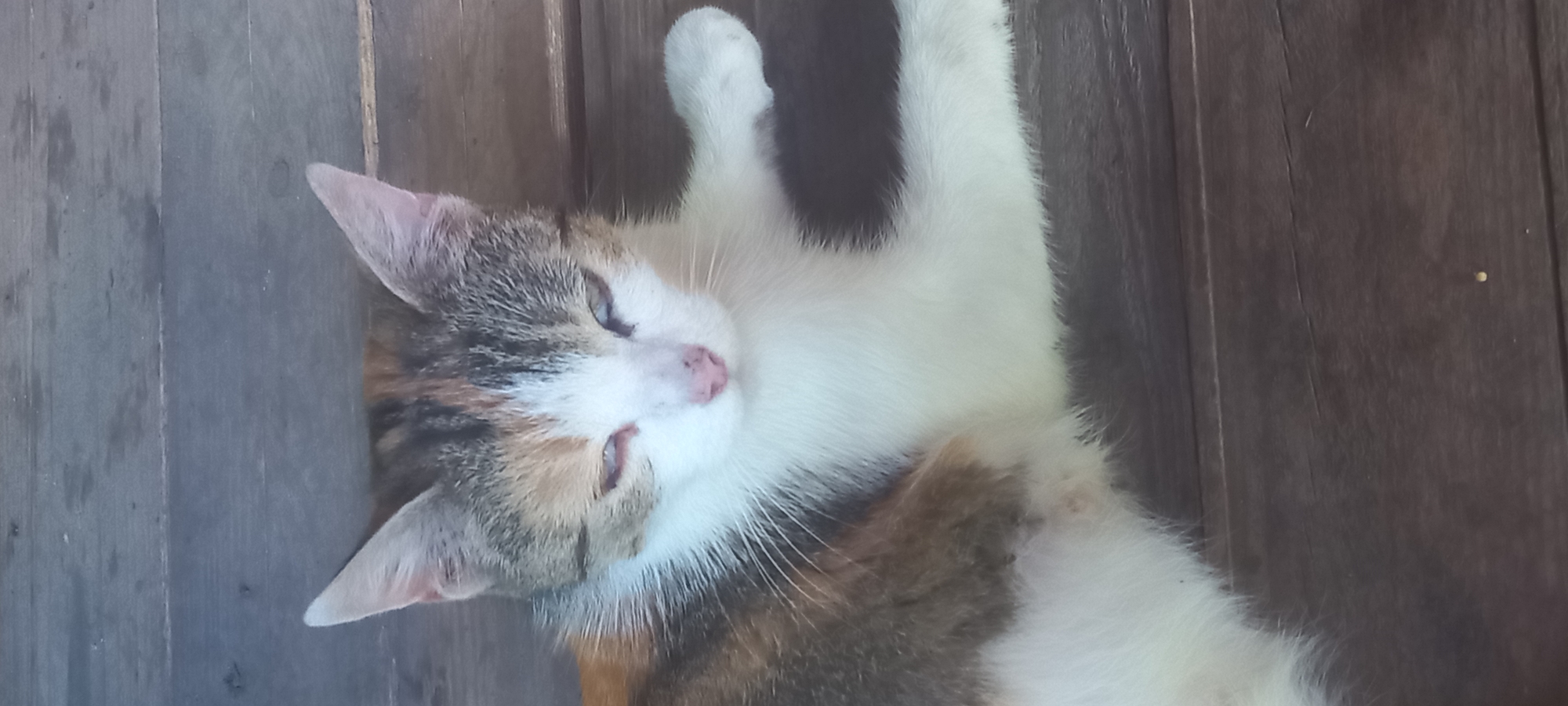 A domestic feline, exhibiting a calico fur pattern of white, brown, and grey patches, is observed lying prone on a dark wooden surface. The animal's eyes are partially closed, with the nictitating membrane visible, and it possesses a pink nose. Its chest and belly are predominantly white, with a visible white forepaw extending to the right. The background consists of horizontally oriented wooden planks, displaying natural grain and seams, with minor scattered debris on the surface. The scene is located in Kryvyi Rih, Ukraine.