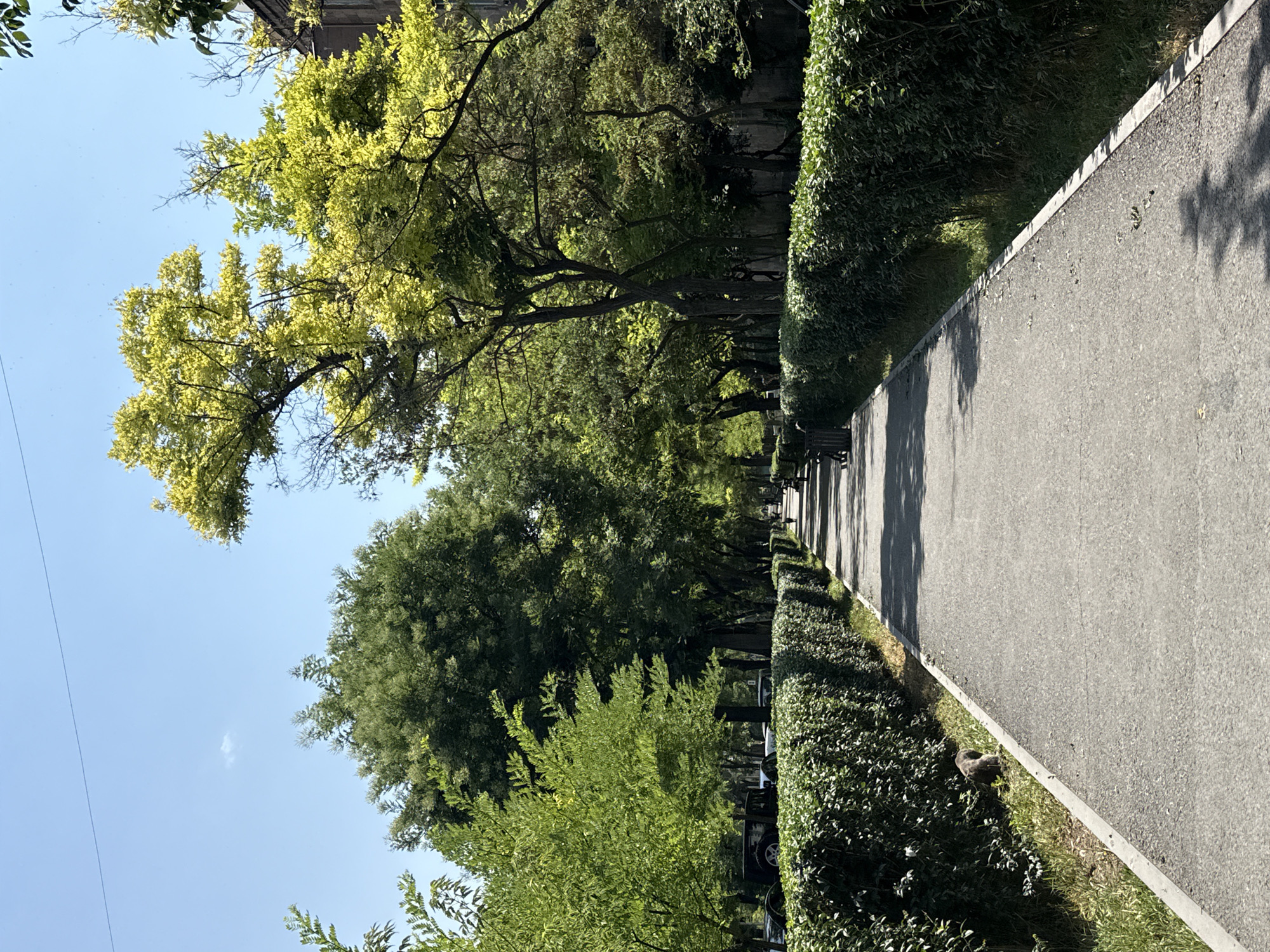 This is a perspective shot looking down a tree-lined pedestrian walkway in Yerevan, Armenia, on a sunny day. The walkway is paved with asphalt and bordered on both sides by neatly trimmed green hedges. Lush green trees with some yellowing leaves form a canopy overhead, creating dappled shade on the path. In the distance, several people can be seen walking, and a few park benches are visible. To the left of the walkway, parked cars are partially obscured by trees. A small, brown animal, possibly a squirrel or a cat, is visible near the hedge on the left side of the path, close to the foreground. The sky above is clear blue with a single small white cloud. The architecture of a building is visible in the upper right corner, suggesting an urban setting.