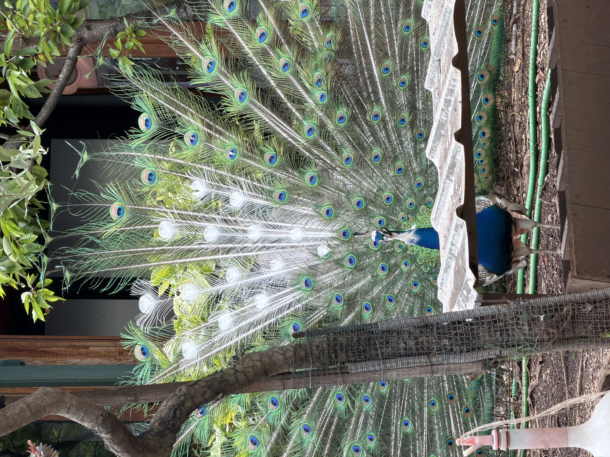 The image shows a peacock with its tail feathers fully fanned out. The feathers are predominantly white and green with blue eye-like patterns. The peacock's body, visible near the center of the frame, is blue. The bird appears to be behind a wire mesh and a piece of corrugated metal. Vegetation is visible in the upper left and in the background. The image orientation is vertical and the image seems to be rotated. Based on information available online, this could be from a small zoo or animal area in the city of Budva, Montenegro.