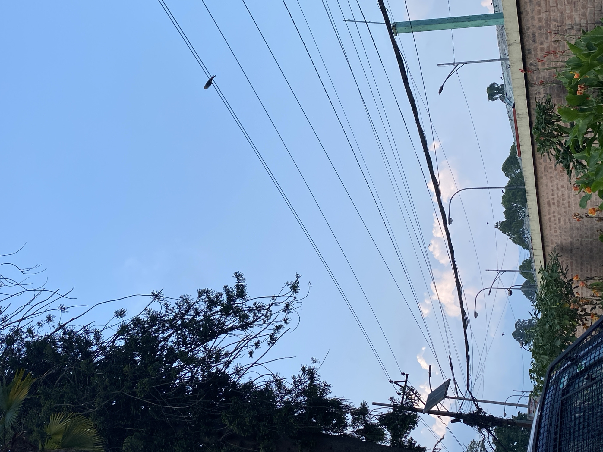 In Kathmandu Metropolitan City, Nepal, a lone bird perches on a wire overhead. The scene is a typical urban streetscape featuring an assortment of utility poles, wires, streetlights, and a brick wall. A large tree with dark green foliage dominates the left side of the frame, its branches reaching towards a clear blue sky dotted with scattered white clouds. Several other birds are visible in the distance, some perched on wires and others in flight. The foreground shows the top of a dark-colored vehicle. The overall impression is that of a quiet afternoon in a city.