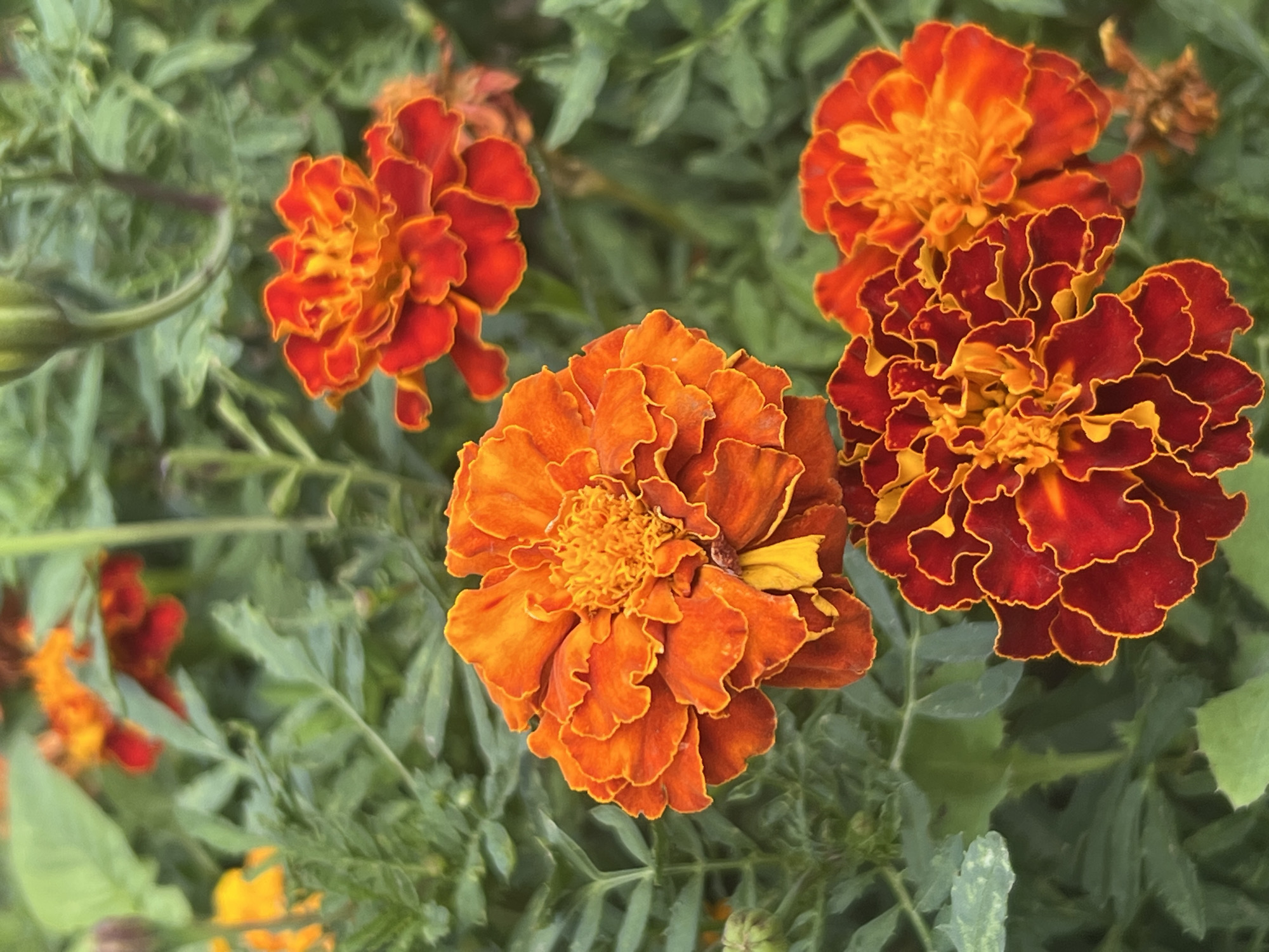 This is a close-up, vertical shot of several marigolds in bloom, set against a backdrop of green foliage. In the foreground, a large, vibrant orange marigold is in sharp focus, its ruffled petals and dense, intricate center clearly visible. To the lower right, two smaller marigolds are also present, one a rich blend of deep red and orange, the other a fiery orange. The background is composed of out-of-focus green leaves and stems, with hints of other flowers, some a bright yellow-orange and red, appearing further back. The lighting suggests it is daytime, casting soft shadows and highlighting the textured petals of the flowers. The image captures the natural beauty of a flowerbed, likely in a garden or park setting, but there is no specific indication of its location in Fontanka, Ukraine.