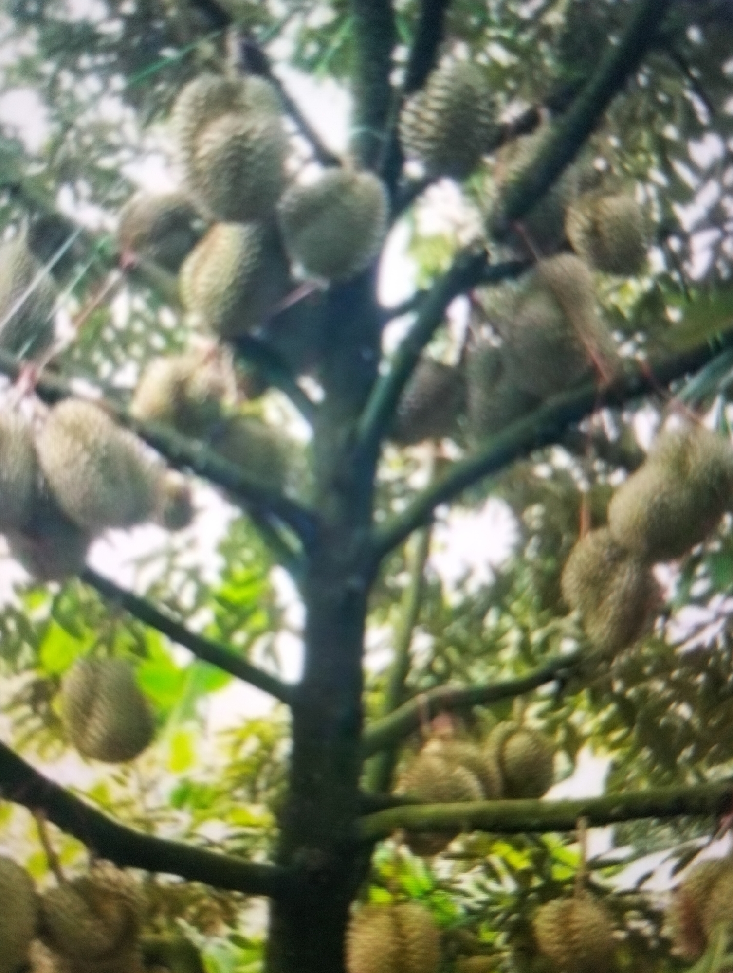 A cluster of durians hangs from a tree. The durians are oval-shaped and covered in thorny husks. The tree has a thick, dark trunk and branches. Lush green foliage surrounds the durians, suggesting a tropical environment. The image is slightly blurry, but the subjects are clearly identifiable. The scene is consistent with a durian orchard in a location like Payagaboh, Indonesia, a region known for its durian production.