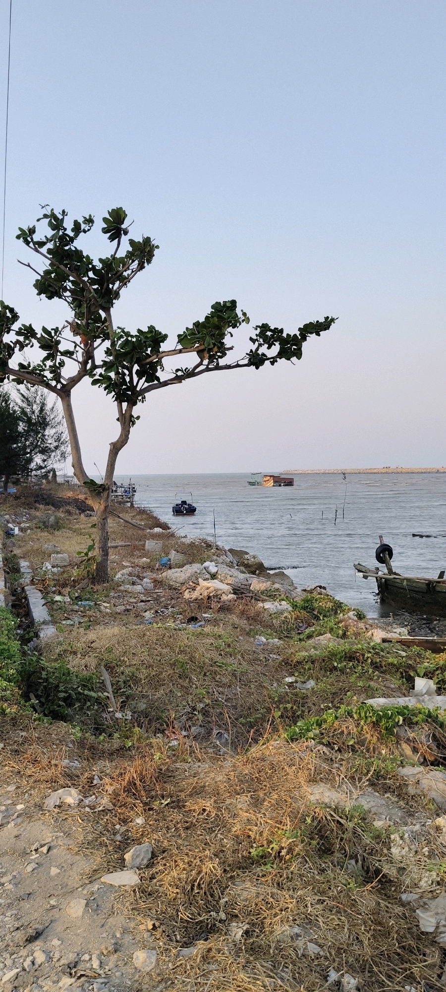 The image depicts a coastal scene in Tasikagung, Indonesia, featuring a tree in the foreground with sparse green leaves and branches extending towards the right. The ground is covered with dry grass, rocks, and scattered debris, suggesting a somewhat neglected or natural area. In the middle ground, a body of water, likely the sea, is visible. Two boats are present: a small dark boat with a white canopy is closer to the shore, and a larger barge-like vessel with a red and yellow hull is further out in the water. The background shows a breakwater or a distant coastline with a clear sky overhead. The overall impression is a somewhat serene, yet cluttered, coastal environment.