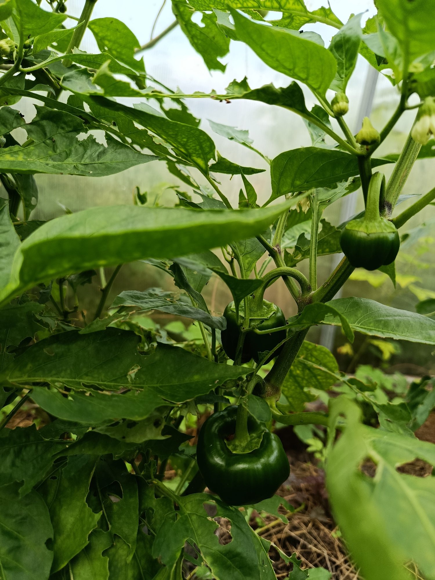 A close-up, outdoor, eye-level shot depicts a pepper plant with several small, green peppers and white flowers growing on it. The plant is inside a greenhouse, as evidenced by the translucent covering in the background. The leaves of the plant have numerous small holes, indicating insect damage. The scene is located in Verea, Russia.