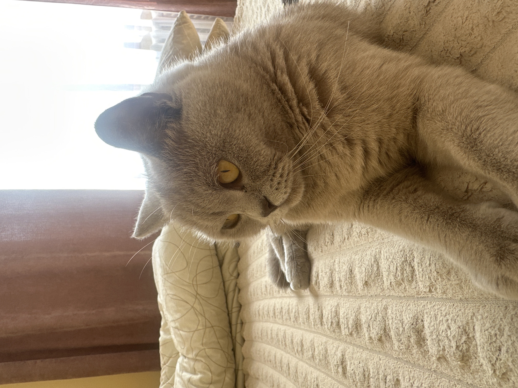A grey British Shorthair cat with bright yellow eyes is lying on a beige, textured blanket that appears to be a bed. The cat is facing to the left, with its head slightly tilted. Behind the cat, there are pillows and curtains, suggesting an indoor setting. The lighting indicates it might be daytime, with light coming from a window. No specific location in Ternopil, Ukraine, can be determined from the image.