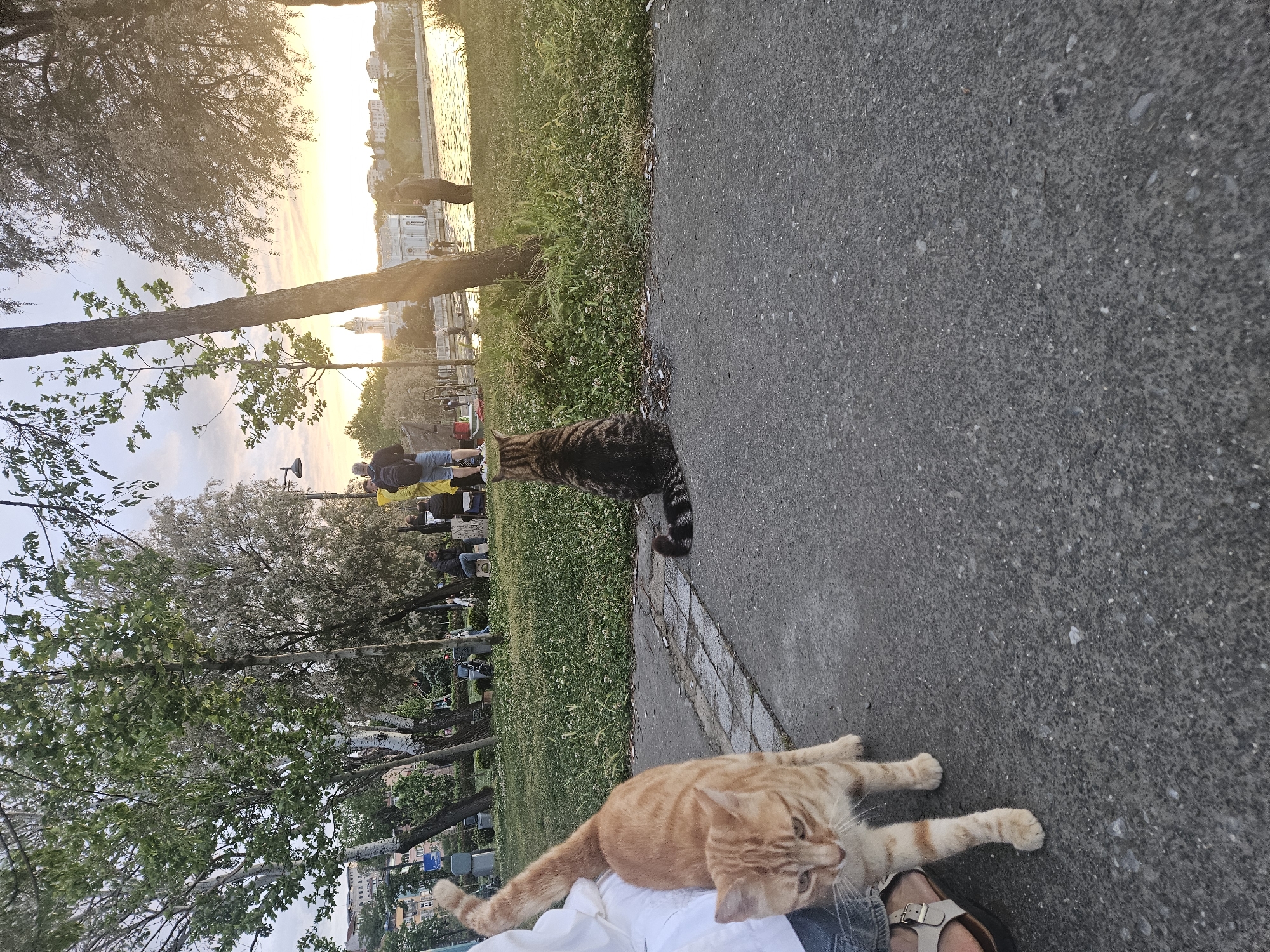 The image depicts a park scene with two cats and distant people. An orange tabby cat stretches on a person's lap in the foreground. Nearby, a brown tabby cat stands on the edge of the park path. In the background, people are situated along the waterfront with buildings and the sky visible. The location is Unknown, Unknown.