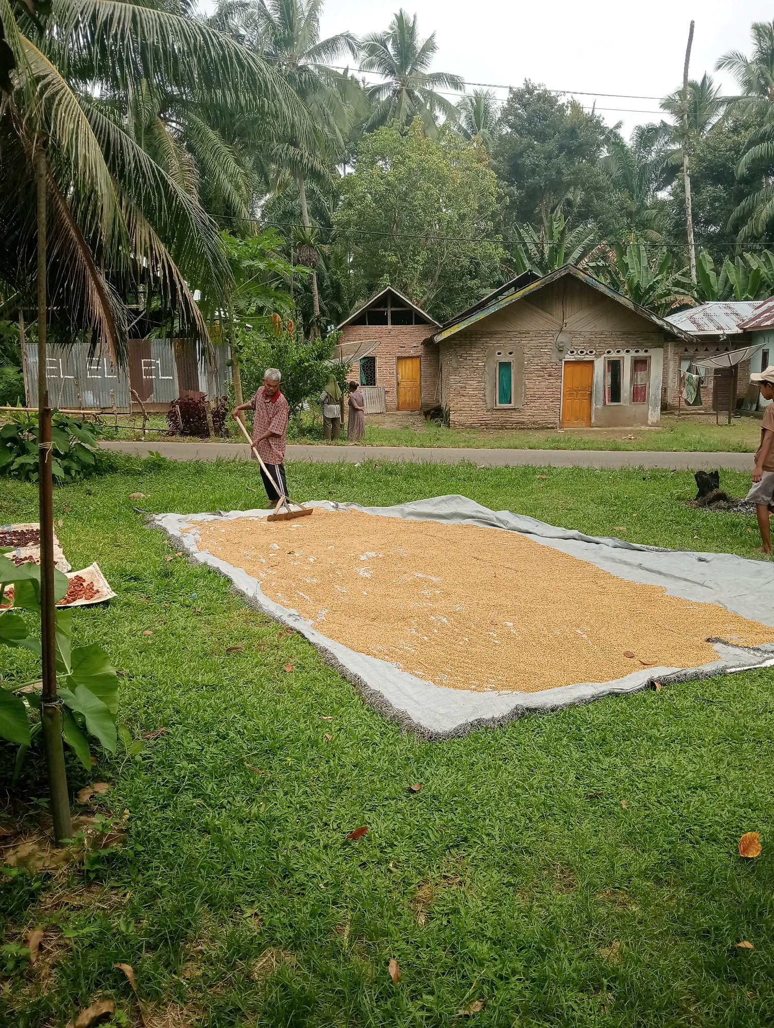 In Campago Barat, Indonesia, an elderly man is using a rake to spread a large pile of grain on a tarp laid out on a grassy area. The tarp is grey and covers a significant portion of the lawn. The grain appears to be a light yellow or golden color. In the background, several modest brick houses with colorful doors and windows are visible, some with corrugated metal roofs. Palm trees and other lush green foliage surround the scene, indicating a tropical environment. A younger person in a light-colored hat and t-shirt stands to the right of the frame, observing. Another tarp with smaller piles of darker items, possibly dried beans or coffee, is situated to the left of the main grain pile. The overall scene depicts an outdoor agricultural activity.