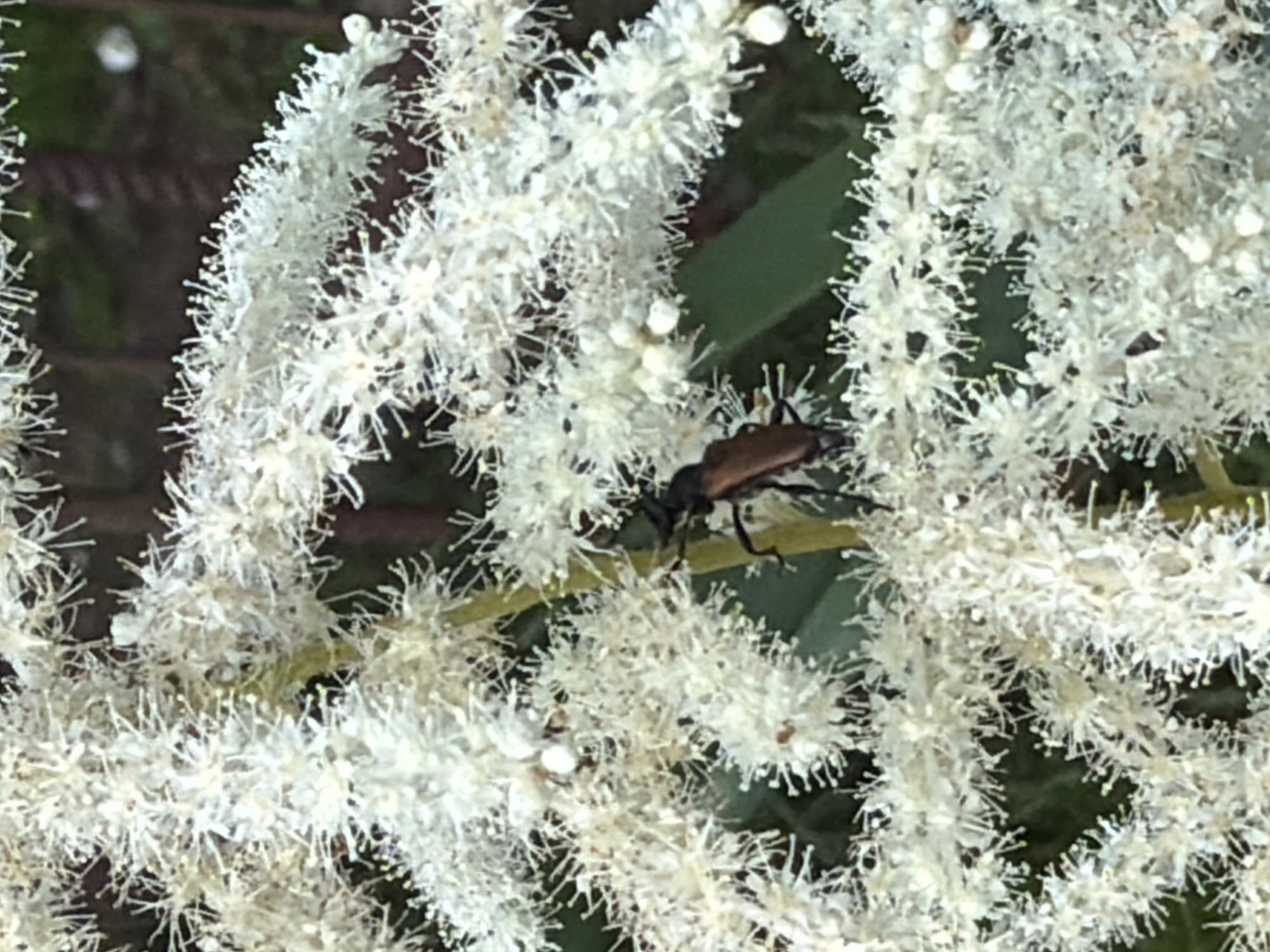 A close-up, eye-level shot captures a brown beetle perched on a cluster of white flowers, its antennae extended. The beetle is positioned on the right side of the frame, its body dark brown and its legs visible. The flowers, a fluffy mass of white with delicate filaments, fill most of the image, creating a soft, textured background. A thin green leaf is visible beneath the flowers, providing a contrasting color. The background is out of focus, with dark vertical elements suggesting tree trunks or branches. The image does not show any signs of human presence or activity. The location within the city of Kozova, Ukraine, is unknown and cannot be determined from the visual information provided.