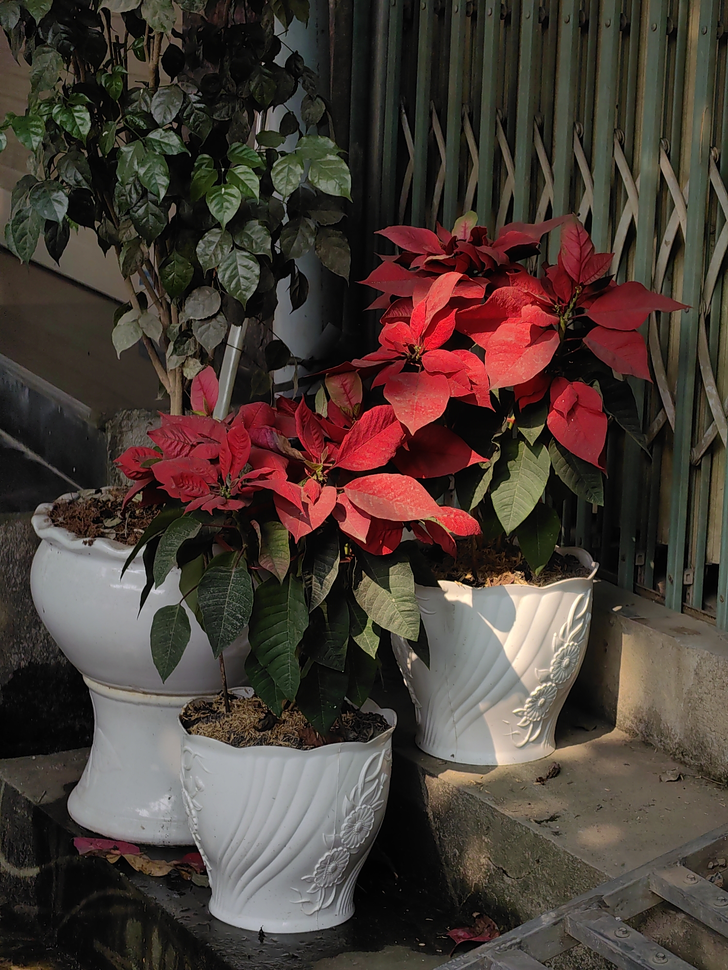 The image shows a collection of potted plants in front of a building in what might be Thành phố Hà Giang, Vietnam, based on the request. There are three white decorative flower pots in the foreground, two containing poinsettia plants with bright red bracts and green leaves, and one smaller one in the front. Behind them, there's a taller potted plant with dark green foliage. The pots are placed on a stone step or ledge, with some fallen leaves nearby. The background features a metal gate with a dark green patina. The lighting suggests it's daytime, with sunlight casting shadows on the pots and surrounding area.