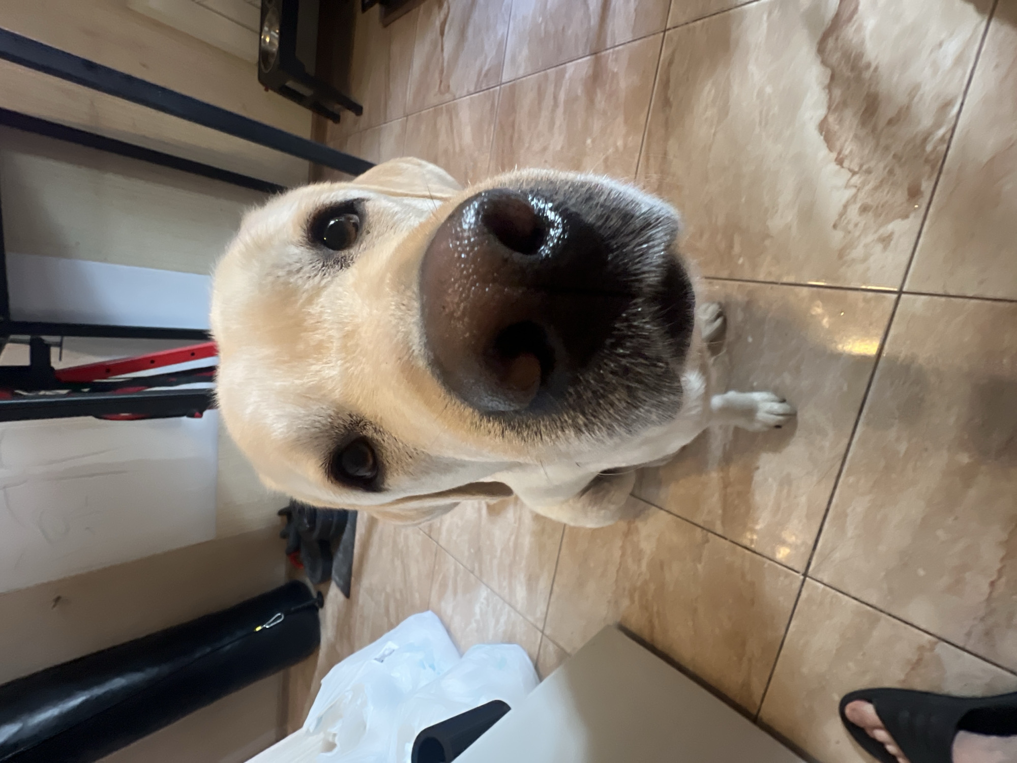 A tan-colored Labrador Retriever is the focal point of the image, positioned close to the camera. The dog is looking up, with its nose prominently featured. The dog is indoors, standing on a tile floor with a marbled pattern. A black metal frame structure is visible on the left side of the image, along with a black object and some white plastic bags. A foot wearing a black sandal is visible in the lower right corner. The scene is indoors and does not contain information to determine if it is in the city of Mytishchi, Russia.