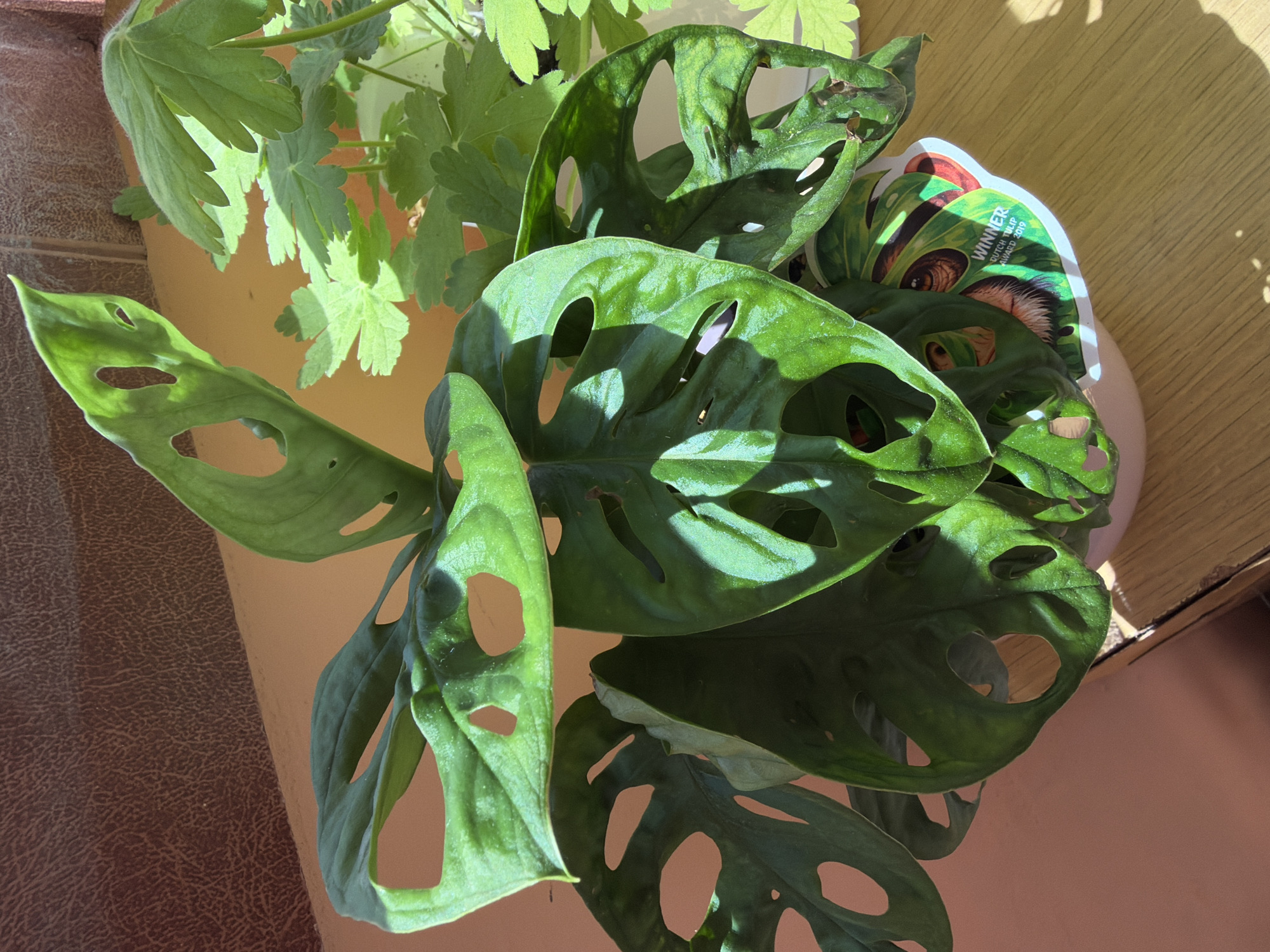 The image displays a close-up, high-angle view of two potted plants bathed in bright sunlight. In the foreground and middle, a vibrant green Monstera Adansonii (Swiss Cheese Plant) dominates the frame, characterized by its large, perforated leaves. Sunlight casts distinct shadows across its textured foliage, highlighting the natural holes and contours of the leaves.
Behind the Monstera, another plant with smaller, lighter green, lobed leaves is visible, possibly a geranium or a similar type of herbaceous plant. Its leaves also show dappled sunlight.
The plants are housed in what appear to be light brown or tan pots, with a portion of a dark brown, textured surface (possibly a wall or furniture) visible on the left. On the upper right, a lighter, yellowish-brown wooden surface suggests a table or shelf.
A colorful plant tag is partially visible nestled among the Monstera leaves. Clearly legible text on the tag reads "WINNER" and "DUTCH TULIP AWARD 2019," indicating a recognition or award for the plant variety. The strong, natural sunlight suggests it is daytime, casting clear shadows and creating a vivid contrast between light and shaded areas on the foliage. No specific activity is taking place; the image is a static portrayal of the plants.
