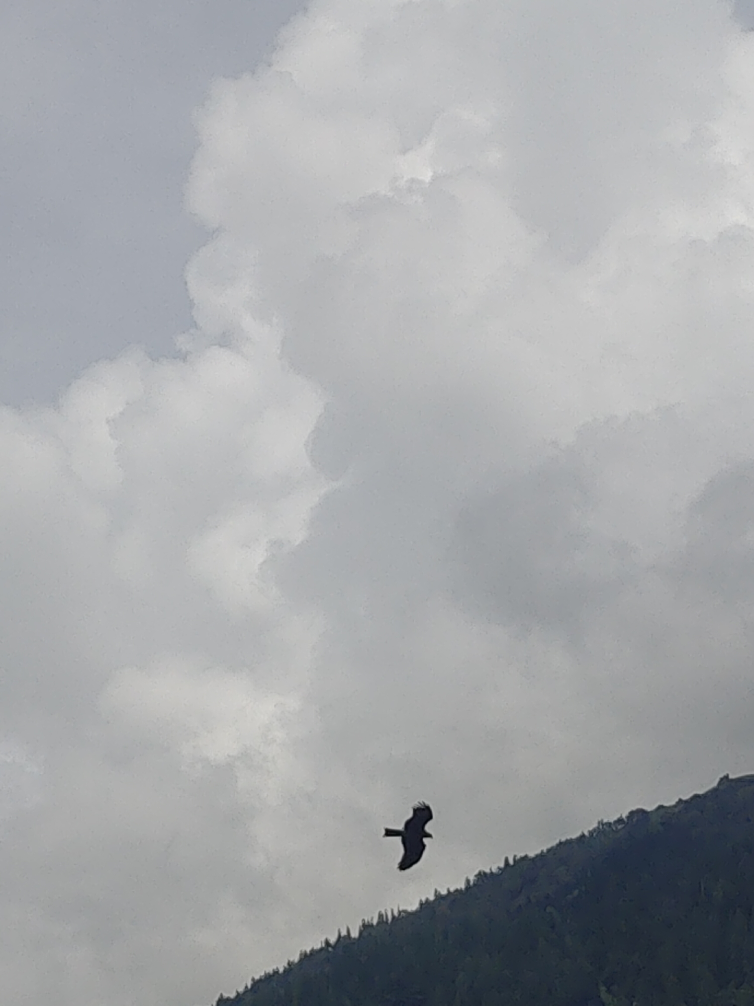 An aerial shot captures a dark silhouette of a bird in flight against a cloudy sky. The bird is positioned in the lower central portion of the frame, with its wings outstretched. Below the bird, a dark, forested mountain slope fills the bottom of the image. The sky is filled with large, white, cumulus clouds, with patches of lighter gray clouds interspersed. The overall lighting suggests an overcast day. The scene is likely a natural landscape, with the mountain slope possibly part of the Himalayas near Manali, India. There are no people or man-made structures visible in the image.