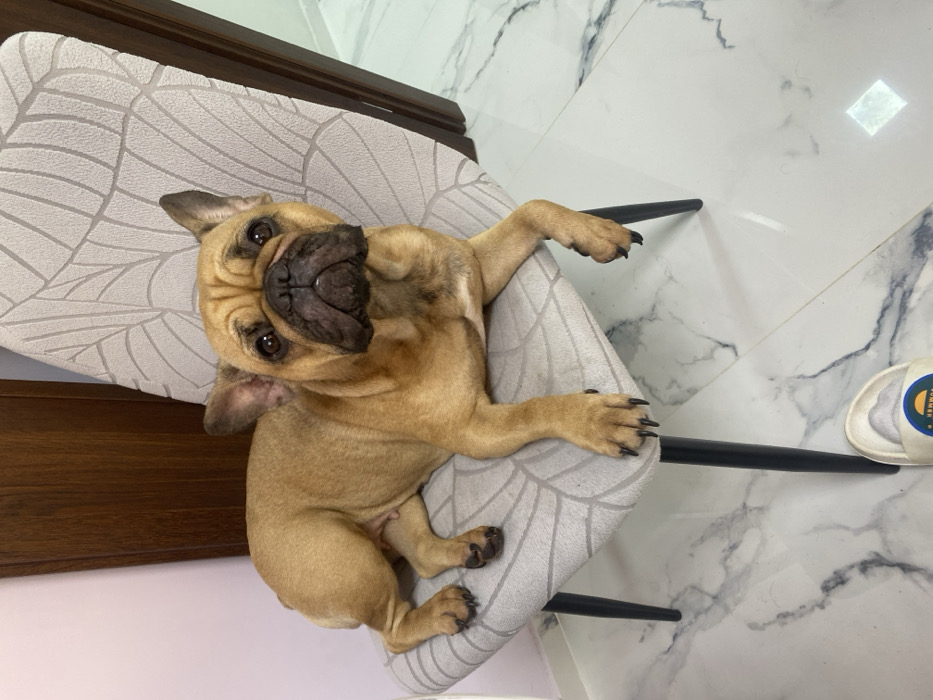 A fawn-colored French Bulldog is observed lying on a light grey upholstered chair within an indoor setting in Sofia, Bulgaria. The dog is positioned with its body on the seat and its front paws extending over the chair's edge, looking directly towards the camera. The chair features a subtle leaf-like pattern on its fabric and has black, tapered metal legs. The immediate background includes a plain light pink wall to the left, a dark brown wooden panel or furniture piece directly behind the chair, and a white, polished tile floor with prominent grey marbling. A portion of a white slip-on slipper, adorned with a multi-colored "SUMMER" graphic, is visible on the floor in the lower right corner of the frame.