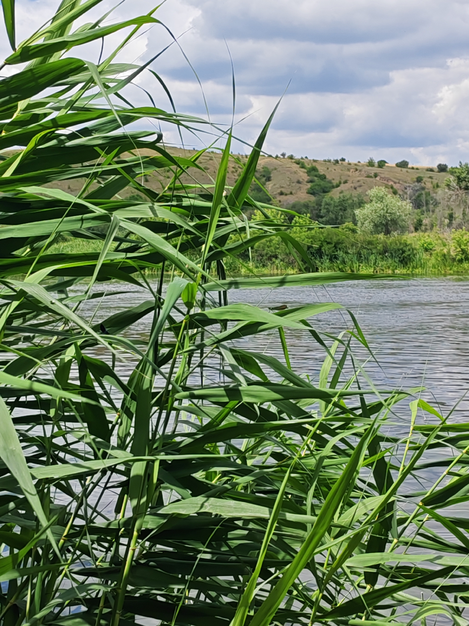 This is a vertical, outdoor, medium shot photograph of a river with reeds in the foreground. The reeds are a vibrant green and are densely packed, obscuring much of the background. The river itself has a rippled surface and reflects the sky, which is partially cloudy with shades of white and gray. Beyond the river, there is a hillside covered in sparse vegetation and trees. The overall impression is one of a natural, serene landscape. The photograph was taken in the city of Krutinskii, Russia.