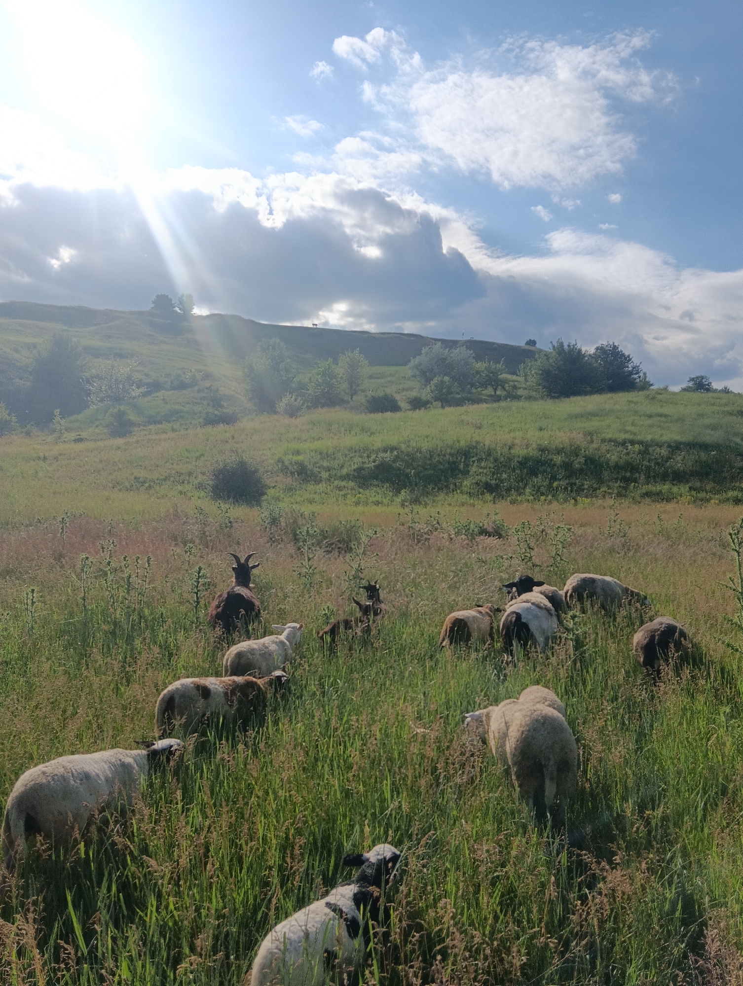 A herd of sheep and a goat are grazing in a grassy field on a sunny day. The sun is shining brightly through the clouds, creating a lens flare effect. The field is covered in tall grass and wildflowers, and a gentle hill rises in the background, dotted with trees. The sheep and goat appear calm and relaxed as they graze. The time of day appears to be late morning or early afternoon. There is no visible text in the image.