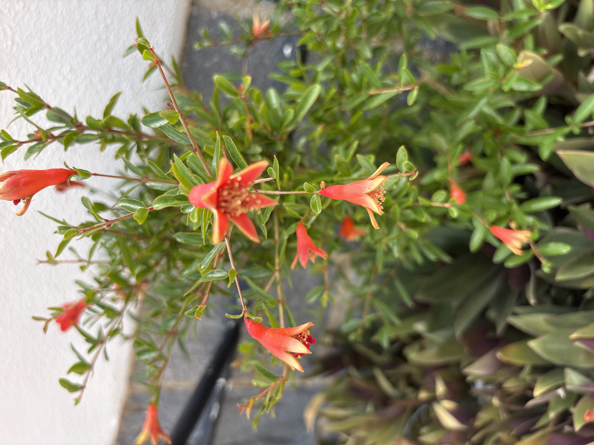 The image depicts a close-up view of a pomegranate plant with bright orange-red flowers and lush green leaves. The plant is in bloom, with several small, trumpet-shaped flowers visible, some fully open and others still in bud. The flowers have prominent stamens and delicate petals. The leaves are small and oval-shaped, growing densely on the branches.
The background is a mix of textures and colors. To the left, a textured white wall provides a bright contrast to the greenery. To the right and in the upper background, darker foliage and what appears to be dark grey ground or paving add depth and context. The lighting suggests it might be daytime, possibly morning or afternoon, with soft light illuminating the flowers. The scene is likely an outdoor garden or patio in Orihuela, Spain, given the context. No people are visible in the image. The overall impression is one of vibrant natural beauty.