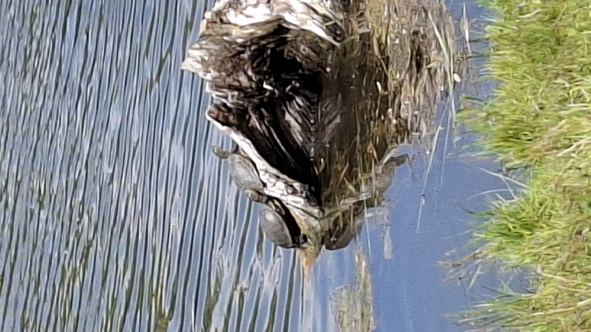 Two turtles are basking on a weathered log in a body of water. The log is positioned in the center of the image, partially submerged. The water has ripples on its surface, reflecting the sky. Green grass and reeds are visible along the lower edge of the image, indicating a natural environment. The scene is devoid of human presence and appears to be a snapshot of wildlife in a calm, natural setting. The location is not specified within the city of Cherkessk, Russia.