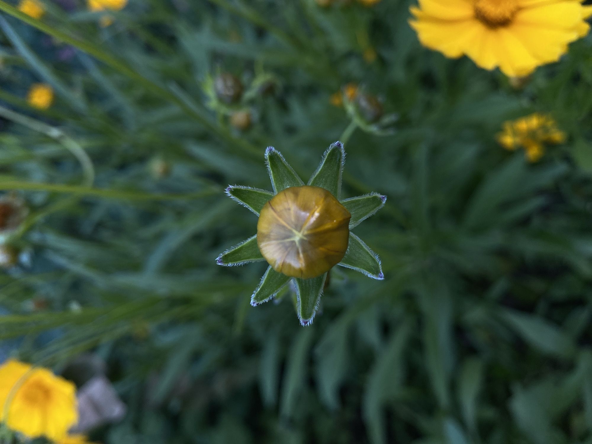 A close-up, overhead shot captures a yellow flower bud, its petals tightly furled, surrounded by dark green foliage. The bud is topped with pointed, green sepals, their edges delicately fringed with fine white hairs. To the left and right of the central subject, out-of-focus yellow flowers add splashes of bright color to the otherwise muted green backdrop. In the background, more unfocused flower buds hint at the potential for further blooms. The lighting appears natural, suggesting an outdoor setting, likely a garden or park. The image is sharply focused on the central flower bud, with the surrounding elements blurred to create a shallow depth of field.