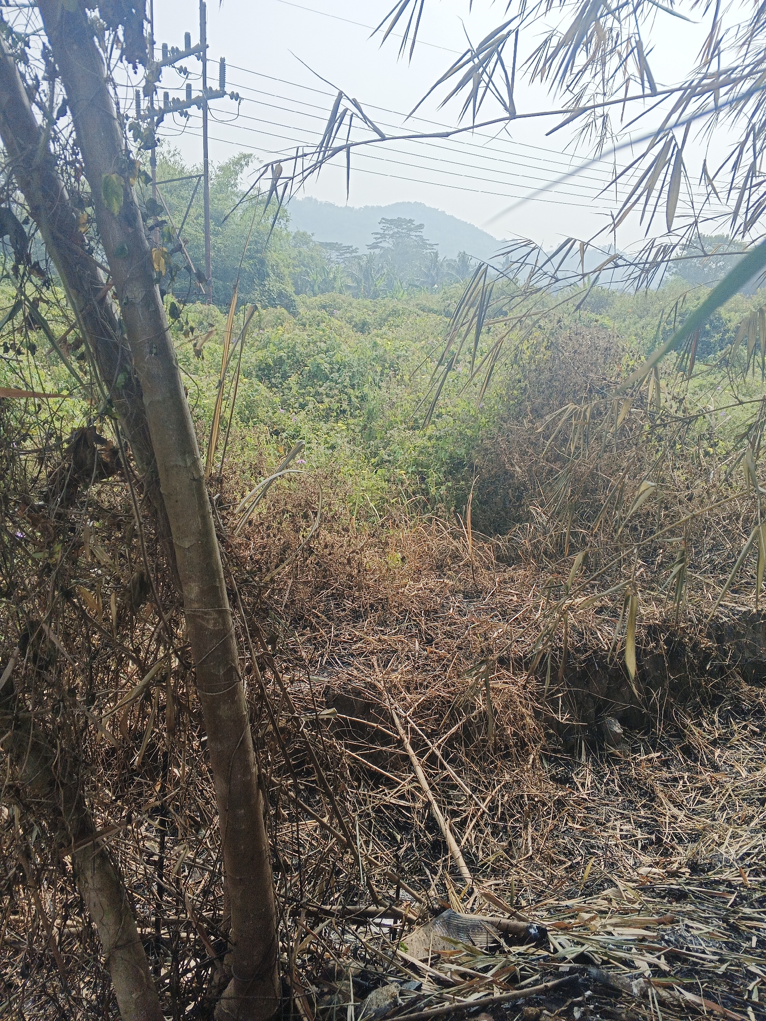 The image depicts an outdoor scene likely situated in the outskirts of Sukabumi, Indonesia. In the foreground, a thicket of dry, brown vegetation and bamboo dominates the lower half of the frame. A brown tree trunk is prominently visible on the left, partially obscured by the surrounding dry foliage. The ground appears covered in dried leaves and debris. In the mid-ground, a dense area of green vegetation, possibly a field or jungle, stretches across the scene. In the background, hazy hills or mountains are visible under a bright, overcast sky. Power lines are strung across the upper portion of the image, supported by poles, indicating proximity to infrastructure. There are no people or animals visible in the image. The overall impression is one of a rural or semi-rural environment with significant natural vegetation and evidence of dry plant matter.