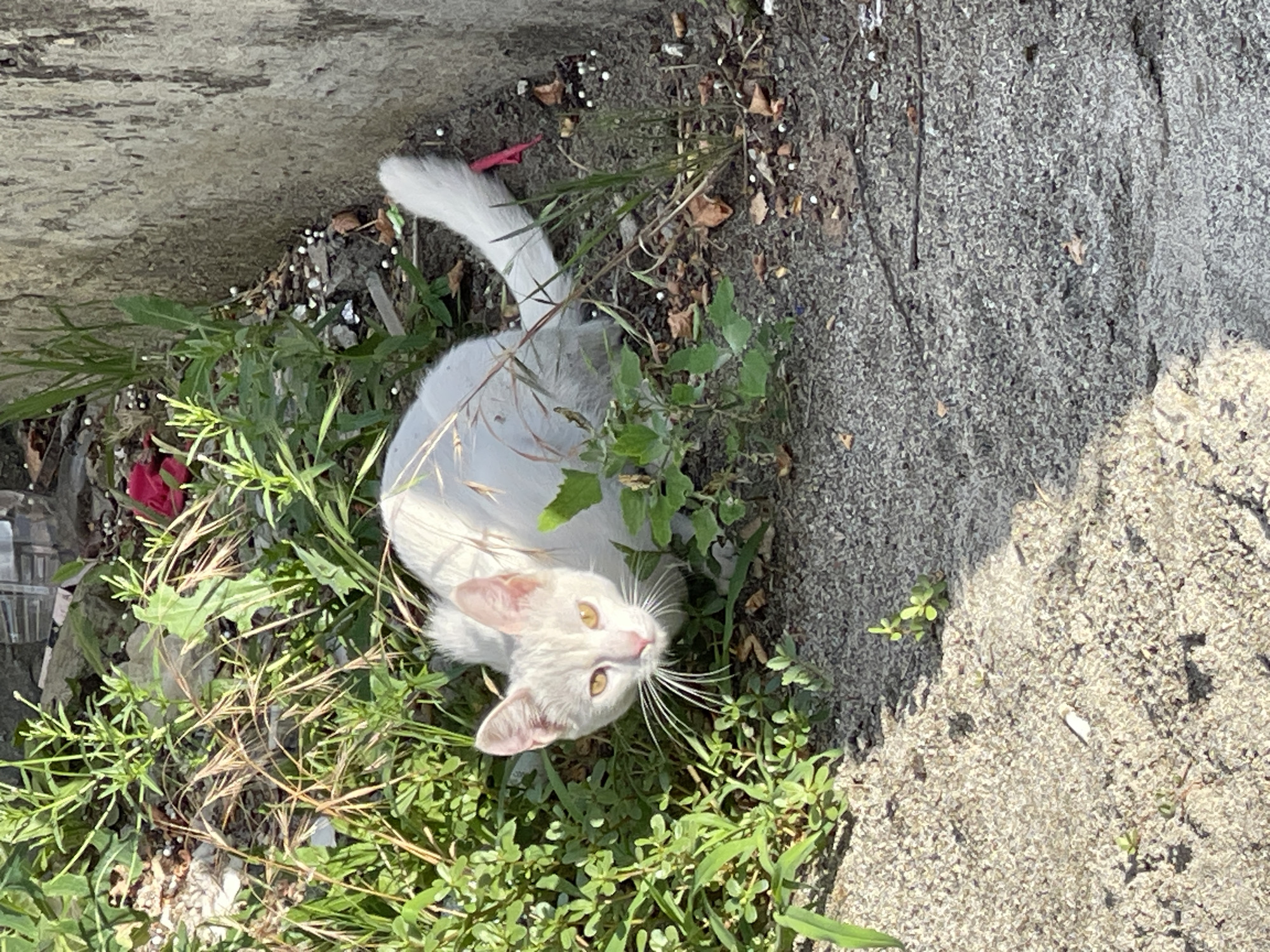 A white cat with yellow eyes is crouched in lush green vegetation near a rough concrete wall in Pokoinoe, Russia. The cat's gaze is directed towards the viewer. The ground is a mixture of sand and dirt, with scattered debris including dried leaves, small white pellets, and a piece of red plastic. The sunlight casts shadows across the scene. The environment appears to be an urban outdoor setting, possibly an alley or a neglected area.