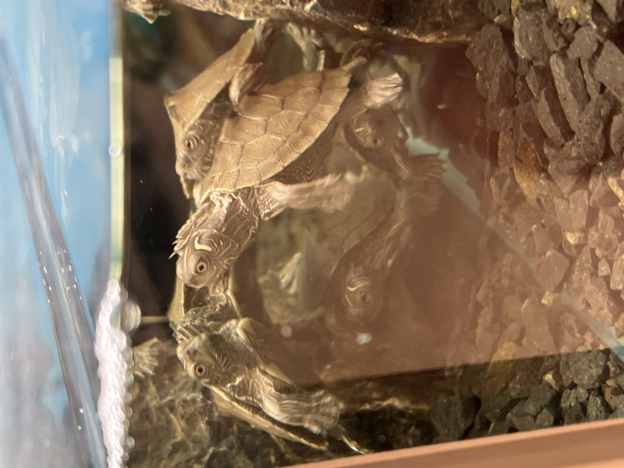 Four turtles are clustered together in an aquarium. Two of the turtles are more prominently visible in the foreground, with their heads extended. One turtle is facing left, its head angled slightly down, and the other is facing forward, looking directly at the camera. Their shells are patterned with intricate concentric circles. Behind them, two other turtles are partially visible, their shells overlapping. The aquarium contains a rocky substrate at the bottom, and a piece of rough, rock-like decor is visible on the left side. Bubbles are rising from the surface of the water, creating a frothy layer. The water is clear, and the background is a blurry mix of blues and grays. The image appears to have been taken indoors, likely in a pet store or home aquarium, and there is no indication of its location in Constanța, Romania.