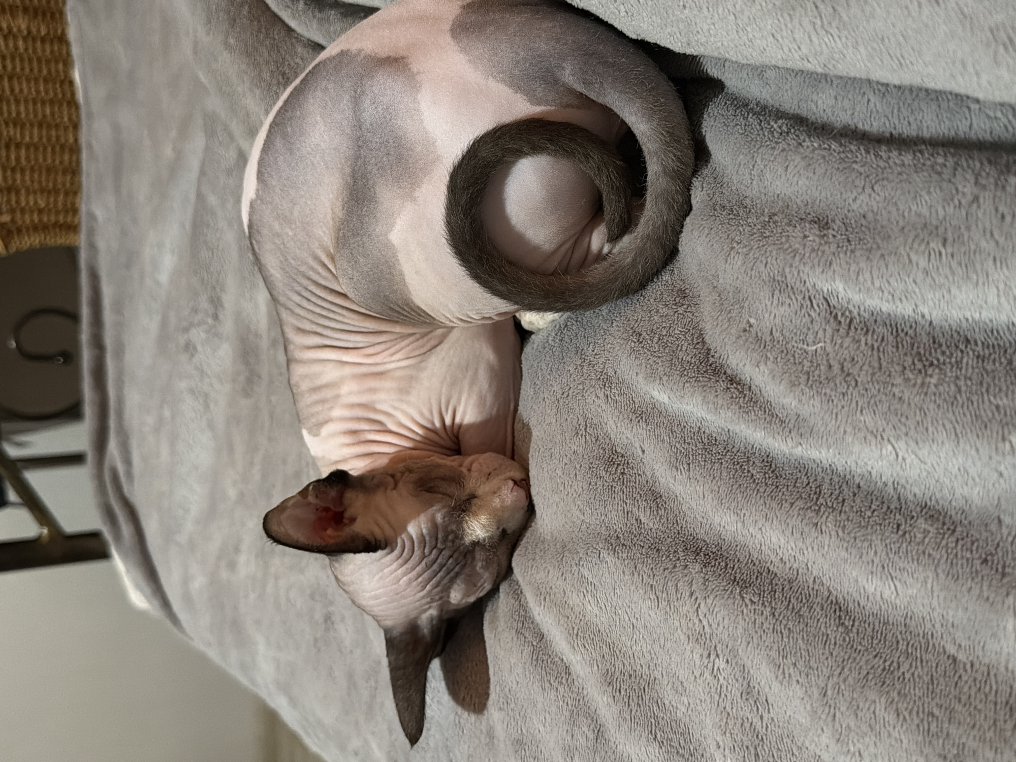A hairless cat is sleeping curled up on a soft gray blanket. The cat's skin is pink and wrinkled, with patches of darker gray fur. Its tail is curled tightly around its body. The background is blurred, but it appears to be an indoor setting.