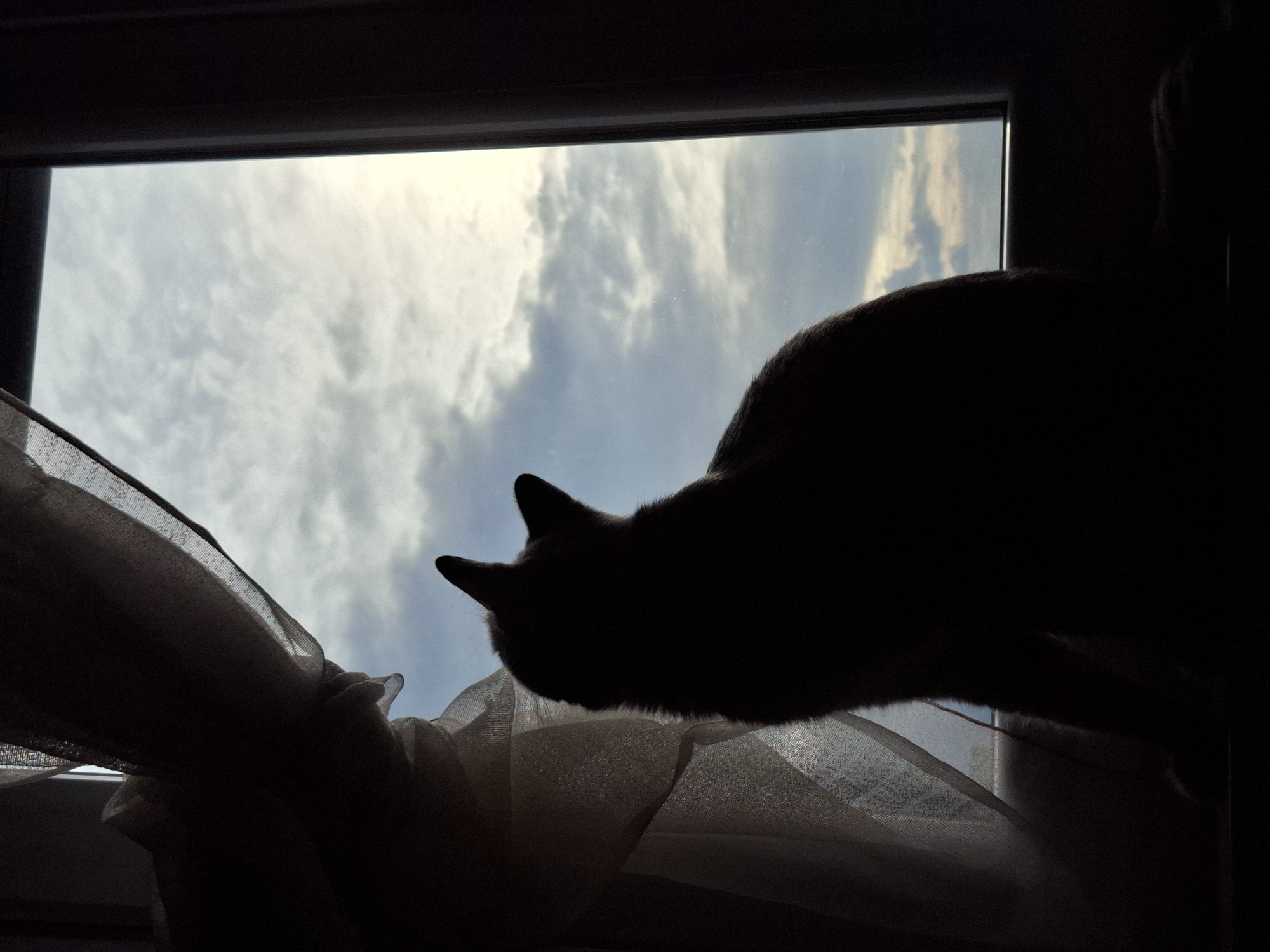 A silhouette of a cat looking out of a window. Visible outside are clouds against a blue sky. A curtain hangs in front of the window. The image was likely taken indoors. I cannot determine the location in Novi Sad, Serbia from this image.
