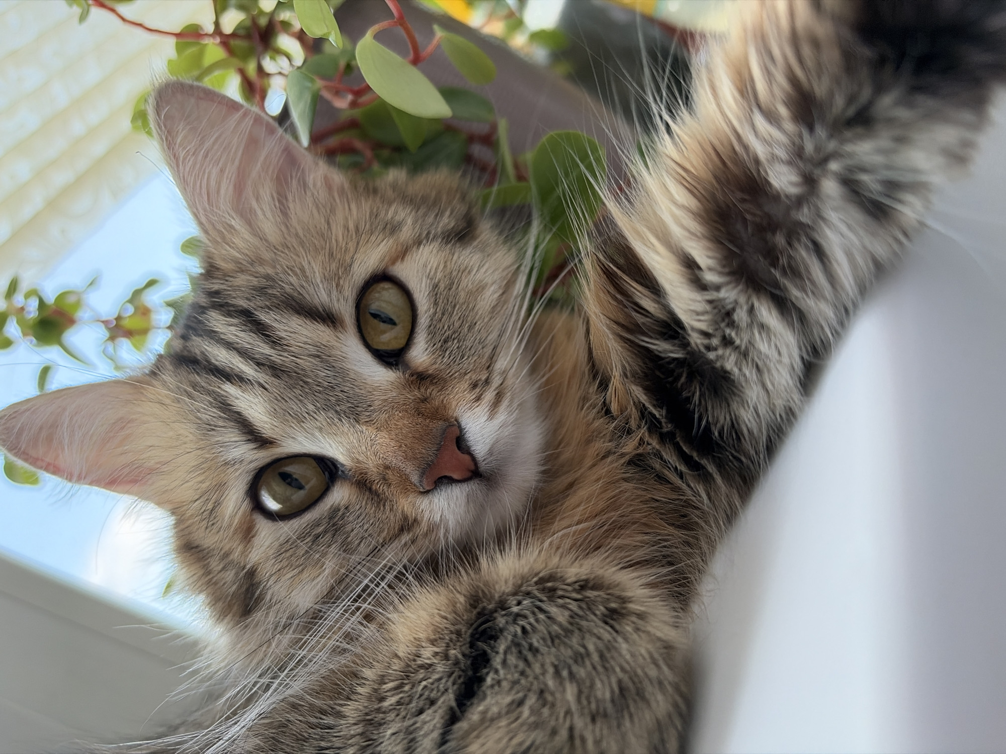 A fluffy tabby cat with striking greenish-yellow eyes is the central subject of this close-up, upward-angled shot. The cat's fur displays a mix of brown, black, and cream stripes, with prominent long white whiskers extending from its muzzle. Its nose is a soft pink, and its ears are pointed with tufts of fur. One of the cat's furry paws is visible on the right side of the frame, suggesting it might be stretching or reaching.
The setting appears to be indoors, with daylight filtering in from a window in the background, indicated by the bright light and faint horizontal lines that resemble blinds or louvers. Parts of a plant with small green leaves and reddish stems are also visible behind the cat's head, adding a touch of greenery to the scene. The cat is looking directly at the viewer with an engaged and curious expression. The lighting suggests it is daytime. There is no visible text in the image.