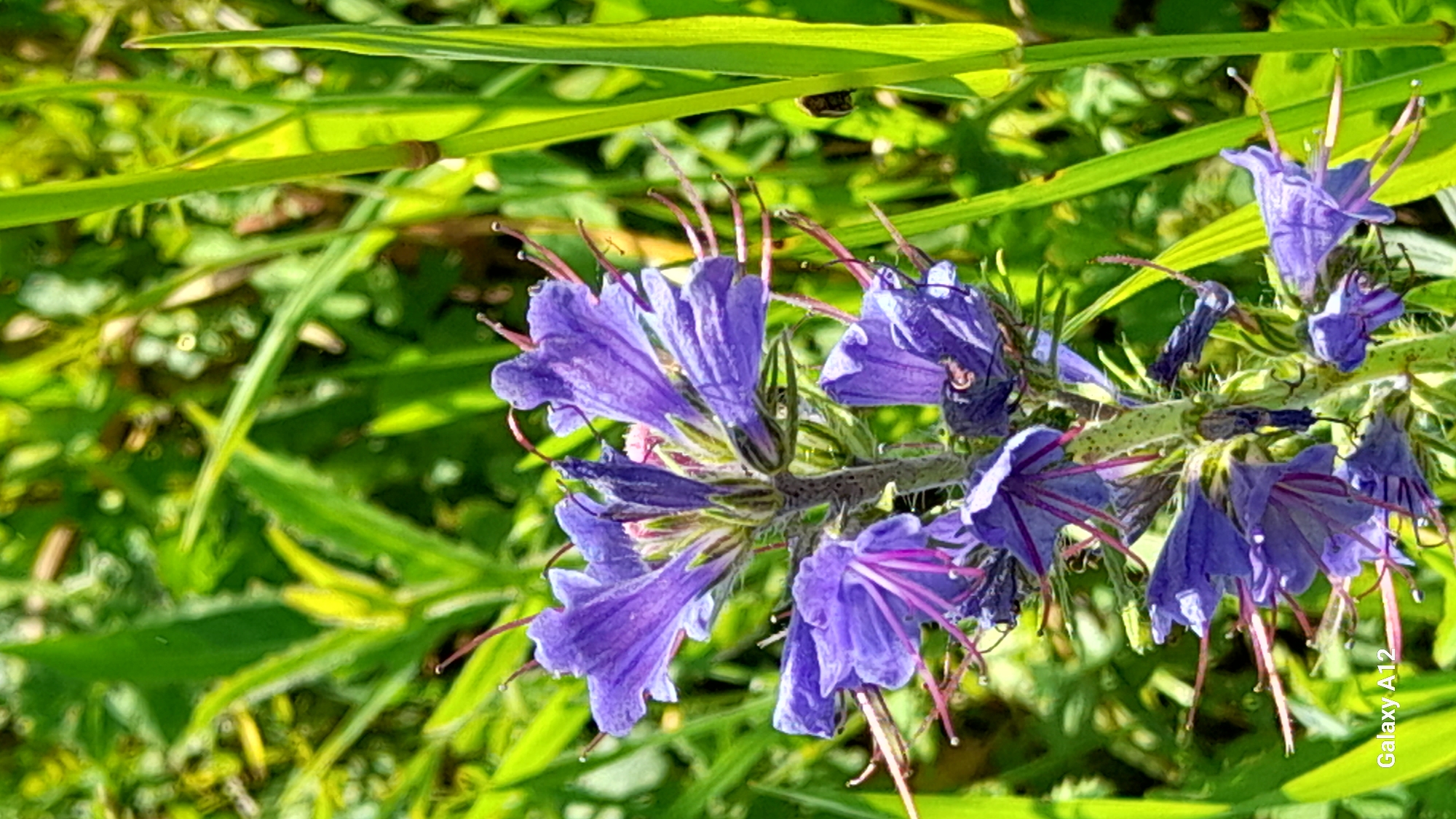 This is a close-up, vertical, eye-level shot of a cluster of purple viper's bugloss flowers with delicate, long stamens. The flowers are in focus and their vibrant color stands out against the blurred green background of tall grass and other vegetation. The lighting suggests it is daytime, with sunlight creating highlights on the petals and stems, and also on some of the surrounding greenery. The image has a "Galaxy A12" watermark in the lower left corner, indicating it was taken with that specific model of smartphone. There are no people or any identifiable man-made structures in the frame. The scene appears to be in a natural or semi-natural outdoor setting, possibly a field or meadow. No specific details about the city of Марковский, Russia are discernible from the image itself.