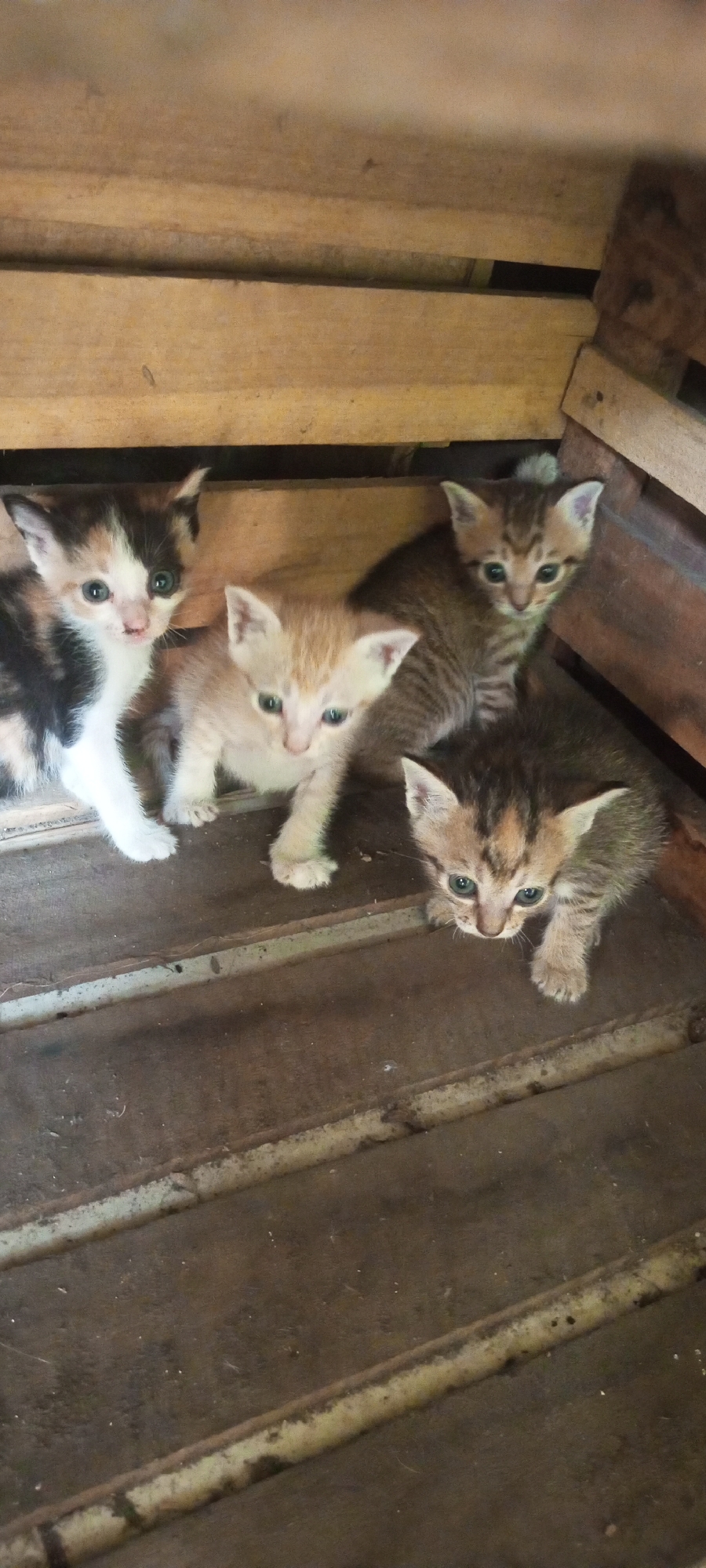 Four kittens are nestled inside a wooden enclosure. From left to right, the first kitten has a calico coat with black, white, and orange patches and blue eyes. Next to it is a cream-colored kitten with green eyes. Behind the cream kitten, a tabby kitten with brown and black stripes and green eyes is visible. In the foreground to the right, another tabby kitten with a brown and orange coat and green eyes is looking downwards. The enclosure appears to be made of rough, unfinished wood and sits on a wooden floor. The overall impression is that of a rustic, possibly outdoor setting. The image was captured in Lubangbuaya, Indonesia.