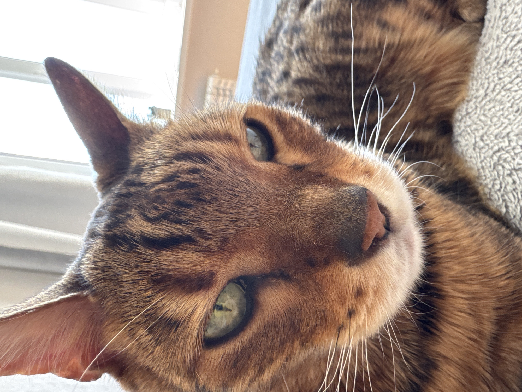 A close-up photograph shows a Bengal cat with a tan and brown coat, green eyes, and white whiskers, lying on a textured gray surface. The cat is positioned in a way that its head is tilted, and its ear points towards a window with sunlight. The background is slightly blurred, featuring the window, a beige wall, and an object on a shelf.