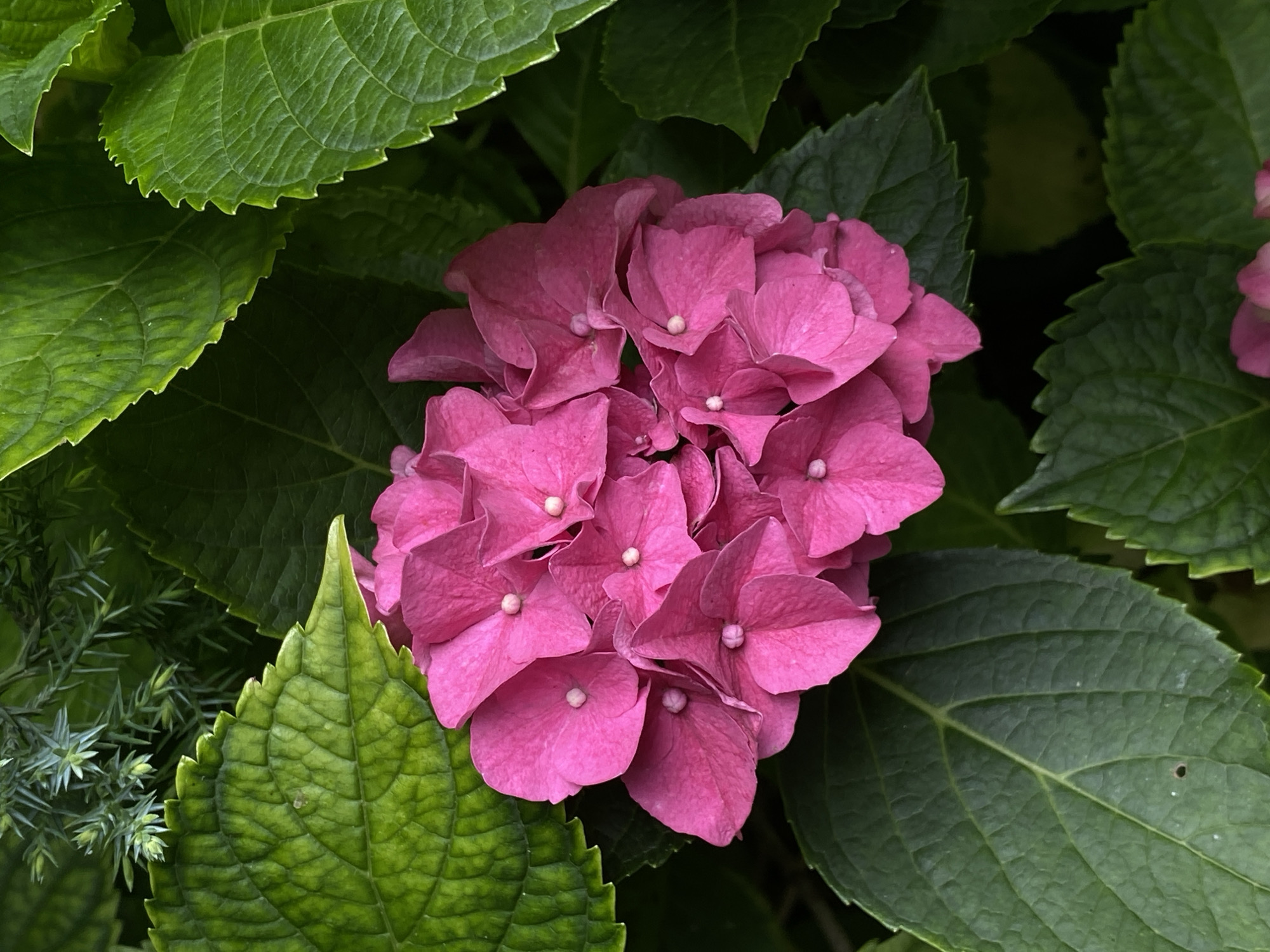 A close-up, overhead shot captures a vibrant cluster of pink hydrangea blooms nestled amongst lush, dark green leaves. The hydrangea petals are a rich, saturated pink with a velvety texture, and each petal is delicately textured. Small, pale green pistils are visible at the center of many of the flowers. The leaves surrounding the blooms are large, with prominent veins and serrated edges, creating a dense, verdant backdrop. In the upper left corner, a few sprigs of a finer, blue-green evergreen plant add a contrasting texture and color. The lighting is soft, highlighting the textures of the petals and leaves without harsh shadows. The scene appears to be a natural, outdoor setting, likely a garden or park. There are no people or animals visible in the image. The image does not provide any information about its location in Moscow, Russia.