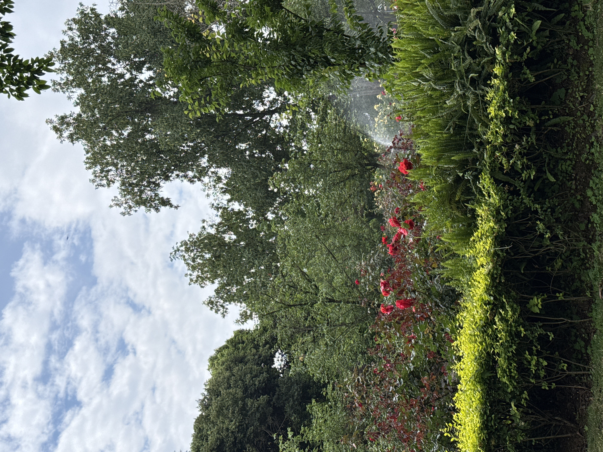 The image presents a view of foliage and flowers, potentially within a park or garden. Predominantly green trees and shrubs dominate the scene, with clusters of red flowers interspersed among the greenery. A patch of sky with white clouds is visible in the top left. The location is indicated as Chenghua District, China, but there are no specific indicators to confirm the location beyond the greenery and sky. There are no people, actions, or interactions visible in the image.
