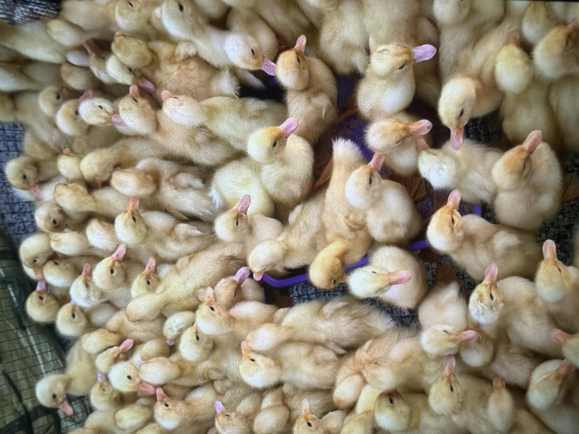 The image shows a large group of yellow ducklings huddled together in a confined space, likely a cage or pen. The ducklings are mostly facing in various directions, with some heads turned towards the camera. Their beaks are predominantly pink or orange, and their eyes are small and dark. The overall color palette is dominated by shades of yellow, with some darker tones from the background and the cage material. The scene is dimly lit, giving the image a soft, somewhat grainy quality. There is no indication of the city of Bukuru, Nigeria, or any urban environment in the image; it appears to be an agricultural or domestic setting. The focus is entirely on the ducklings and their immediate surroundings.