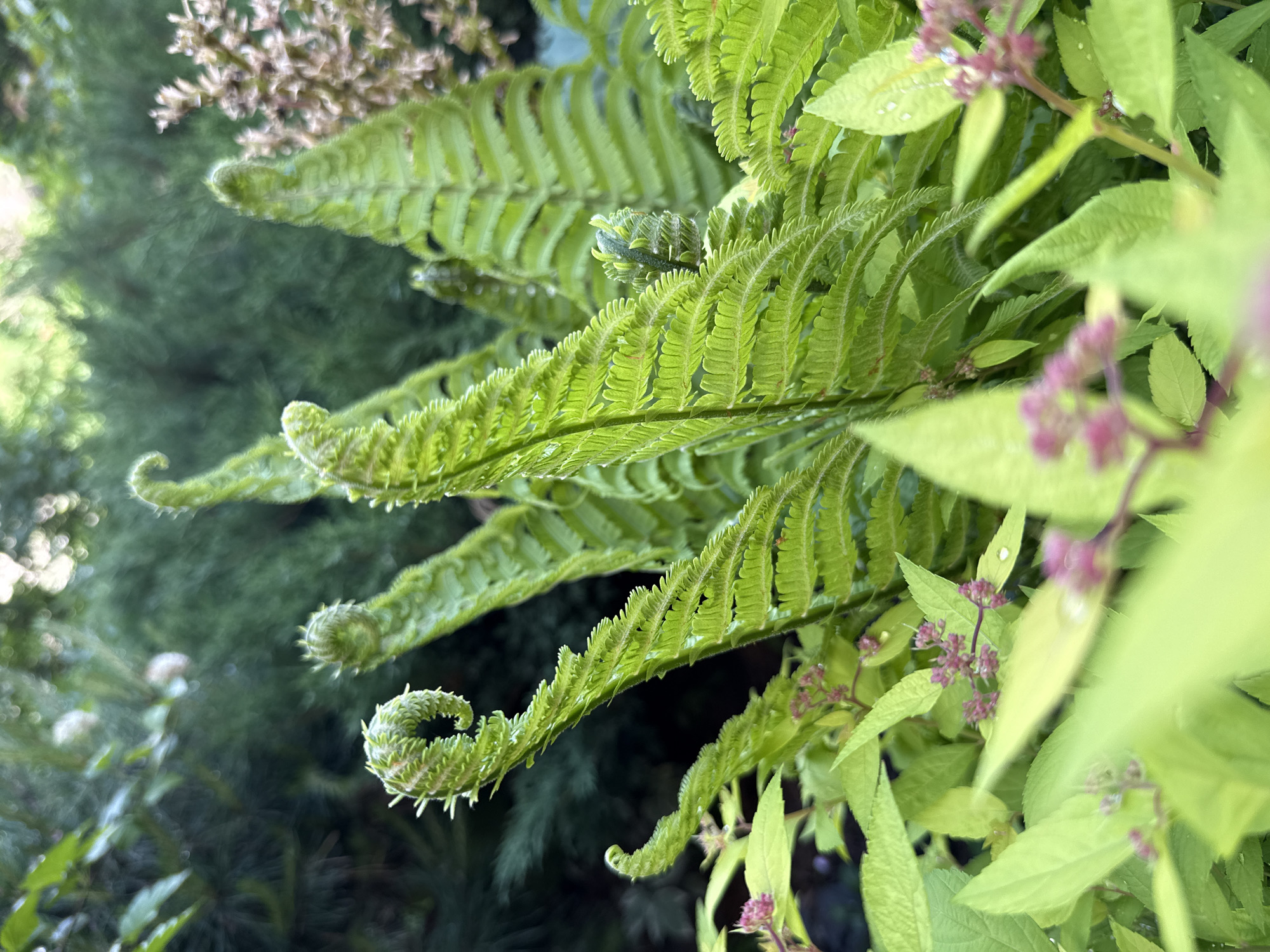 This close-up image captures a vibrant botanical scene, predominantly featuring lush green fern fronds in various stages of development. Several fern fronds are visible, ranging from fully unfurled, displaying intricate, segmented leaves with a bright lime-green hue, to tightly coiled fiddleheads, or croziers, which appear slightly fuzzy or spiky. These emerging fronds are scattered throughout the foreground and mid-ground.
Interspersed with the ferns, particularly on the right side of the frame, are lighter green leaves and clusters of small, delicate pinkish-purple buds or flowers, belonging to a different plant. The background consists of blurred, darker green foliage, suggesting a dense garden or natural environment.
The lighting indicates bright natural daylight, illuminating the foreground plants vividly and creating a fresh atmosphere. The image is oriented sideways, with the plants appearing to grow from the bottom-left towards the top-right. The scene depicts healthy and vigorous plant growth in Votkinsk, Russia. No visible text or human activity is present.