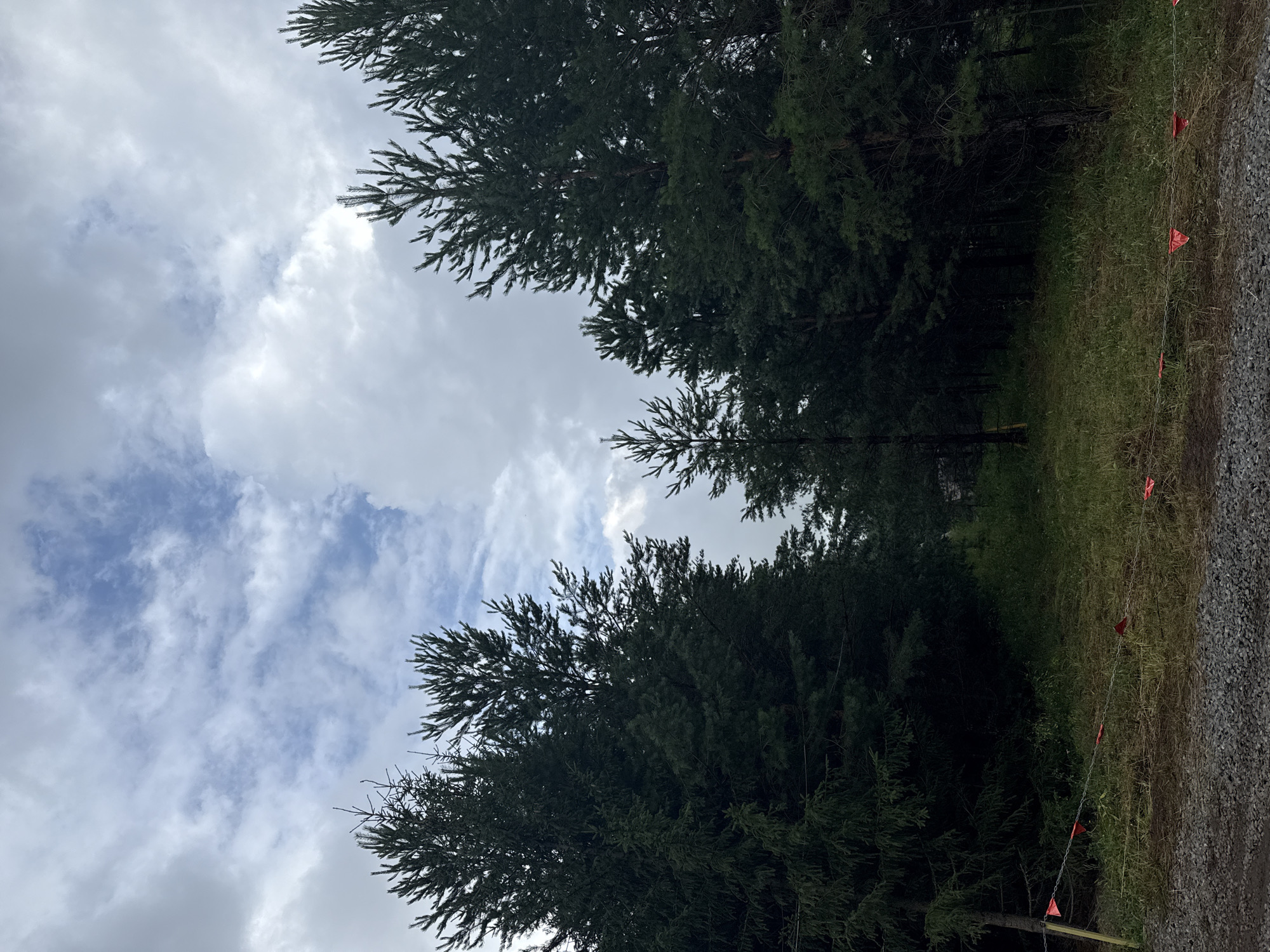 The image depicts a forest scene with tall evergreen trees lining a grassy clearing. The sky above is overcast with patches of blue sky visible through the clouds. In the foreground, a gravel path is visible, bordered by a chain link fence with small red flags attached. The clearing appears to be a pathway or trail within the forest. No people or animals are present in the image. The scene is likely located in a rural or natural area outside of a densely populated urban environment. The mention of Lagunovo, Russia, suggests a potential geographical context for this natural landscape.