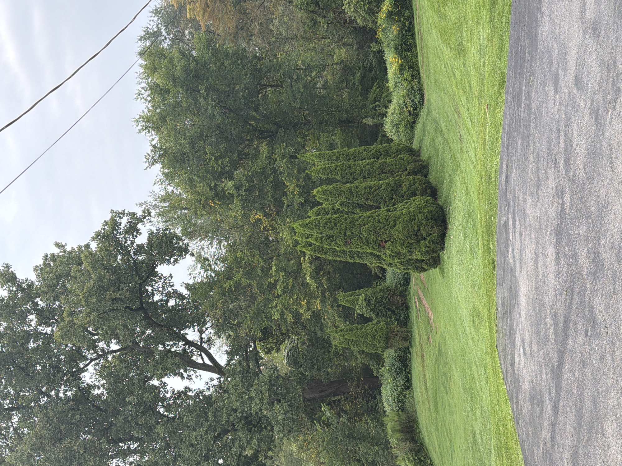 The image shows a residential yard in New Waterford, United States. The yard is mostly grass with a few evergreen trees planted in a row. There are also some trees and bushes in the background. The sky is overcast. The image appears to be taken from a driveway.