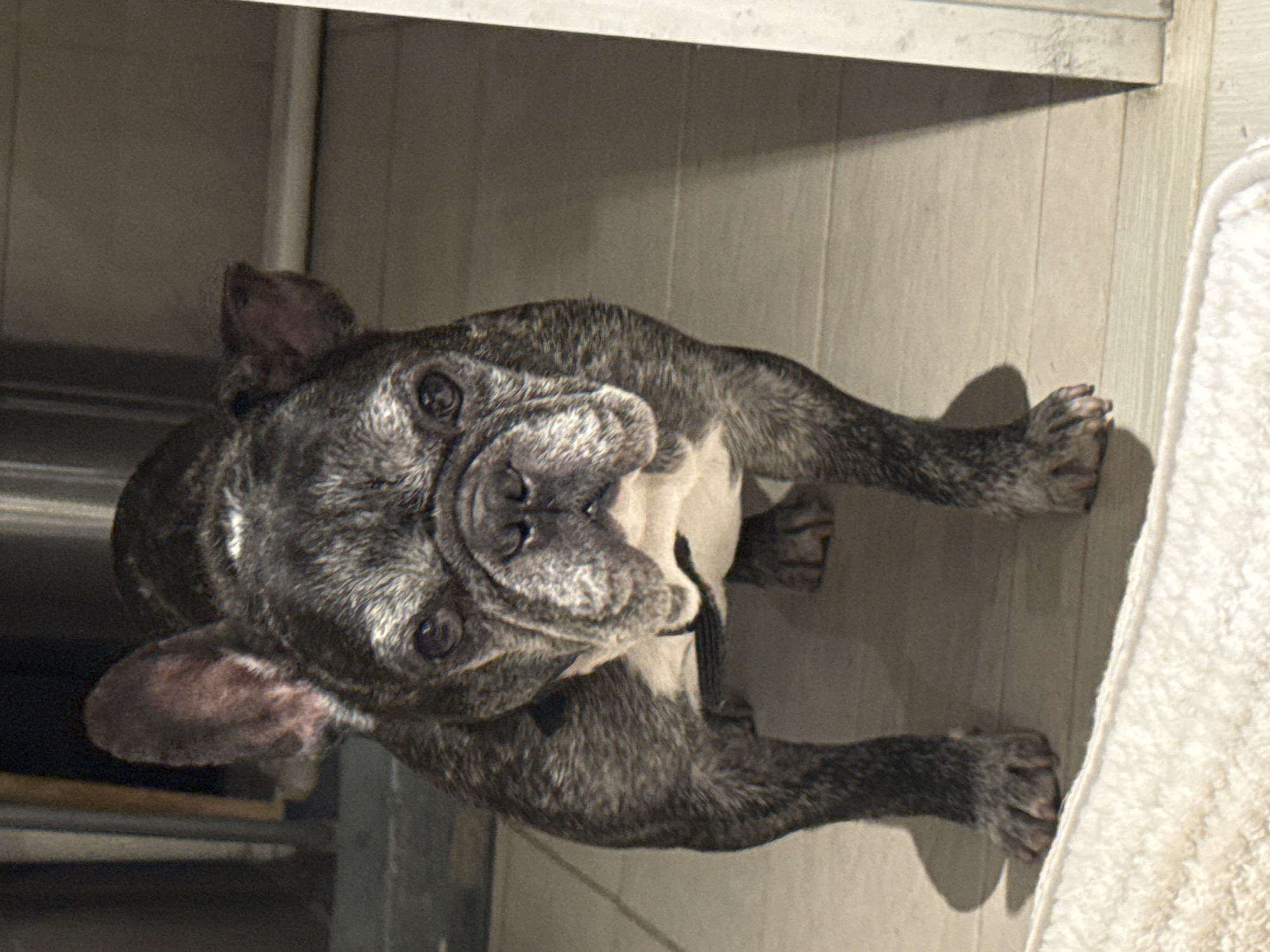 A grey and white French Bulldog is seen from above, lying on a light wood floor next to a white towel. The dog is looking upwards towards the camera. There is a shelving unit or cabinet behind the dog to the left. The location is unknown and the photo does not provide sufficient information to suggest the city of Mexico City, Mexico.