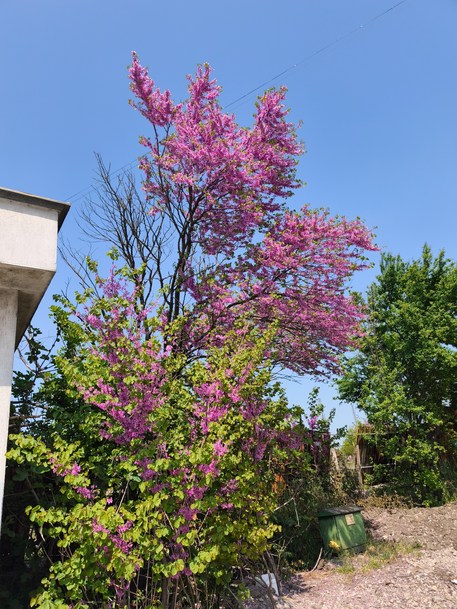 The image shows a vibrant Eastern Redbud tree (Cercis canadensis) in full bloom with bright pink flowers, juxtaposed against a clear blue sky. The tree has both blossoming branches and bare branches, suggesting it is early spring. The lower portion of the tree is surrounded by green foliage, likely other shrubs or younger trees. To the left of the Redbud is a corner of a building with a concrete overhang. In the background, there is another green tree, a weathered wooden fence, a green electrical box, and a gravelly ground surface. The scene appears to be in a residential or semi-urban area. The location is likely Burgas, Bulgaria.