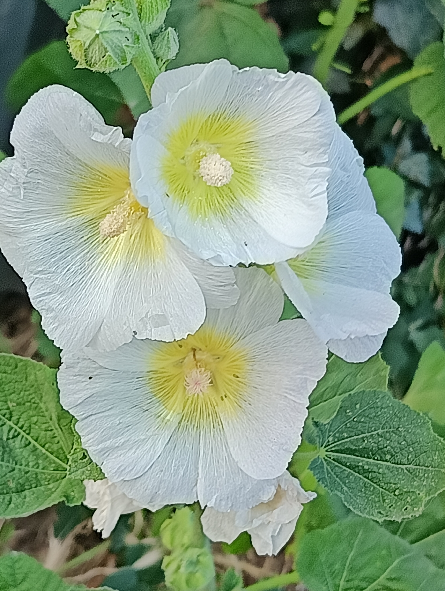 A close-up, vertical shot focuses on a cluster of white hollyhock flowers with yellow centers. The flowers are in various stages of bloom, with some petals fully open and others still unfurling. The stamens in the center of each flower are tipped with a pale, fuzzy pollen. Surrounding the blooms are lush green leaves and some unopened flower buds. The lighting suggests it is daytime, and the overall scene evokes a sense of natural beauty and tranquility. No people, text, or specific location cues are visible in the image.