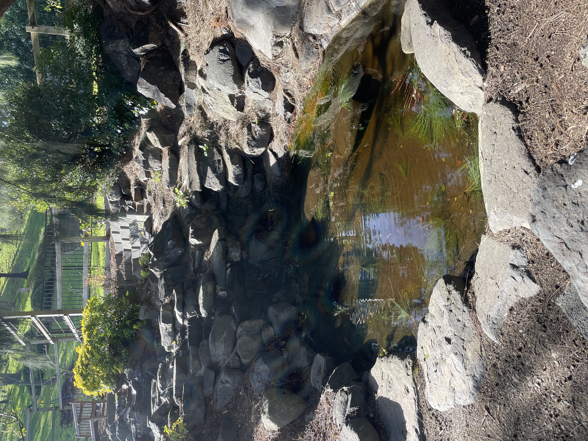 The image depicts a rocky pond area within a park, likely in Berwick, Australia. The pond, filled with murky water, has aquatic plants growing within it. It is surrounded by a collection of large, grey rocks, some of which are partially submerged. The ground around the pond is covered in dry leaves and twigs, suggesting an outdoor, natural setting. In the background, a wooden fence and lush green trees are visible, hinting at a well-maintained park environment. The lighting suggests it is daytime, with sunlight creating reflections on the water's surface. No people or animals are present in the image.