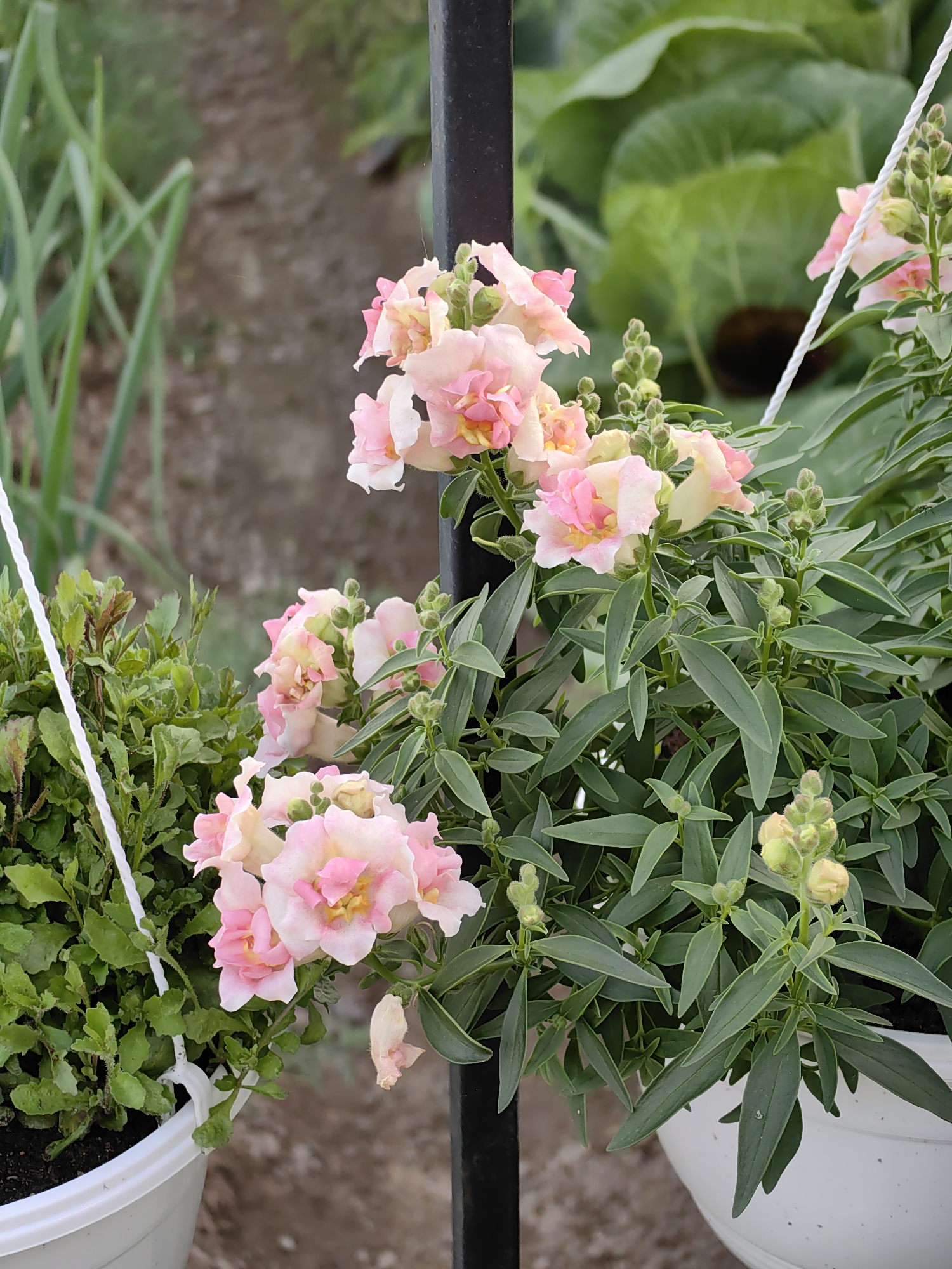 A close-up, eye-level shot captures a cluster of blooming snapdragons in various shades of pink and yellow. The flowers are the primary focus, with their delicate petals and intricate centers. The background is softly blurred, hinting at a garden setting. To the left, a smaller plant with green foliage spills out of a white hanging planter. A black pole, likely part of a garden structure, bisects the image vertically, anchoring the scene. In the distance, rows of green vegetables, possibly cabbage, and tall, thin green stalks, possibly onions, are visible, suggesting a cultivated garden. The ground appears to be a mix of soil and gravel. The lighting suggests it is daytime, with soft, diffused light indicating overcast conditions or shade. There are no people or text visible in the image. The scene evokes a sense of natural beauty and the tranquility of a well-tended garden.