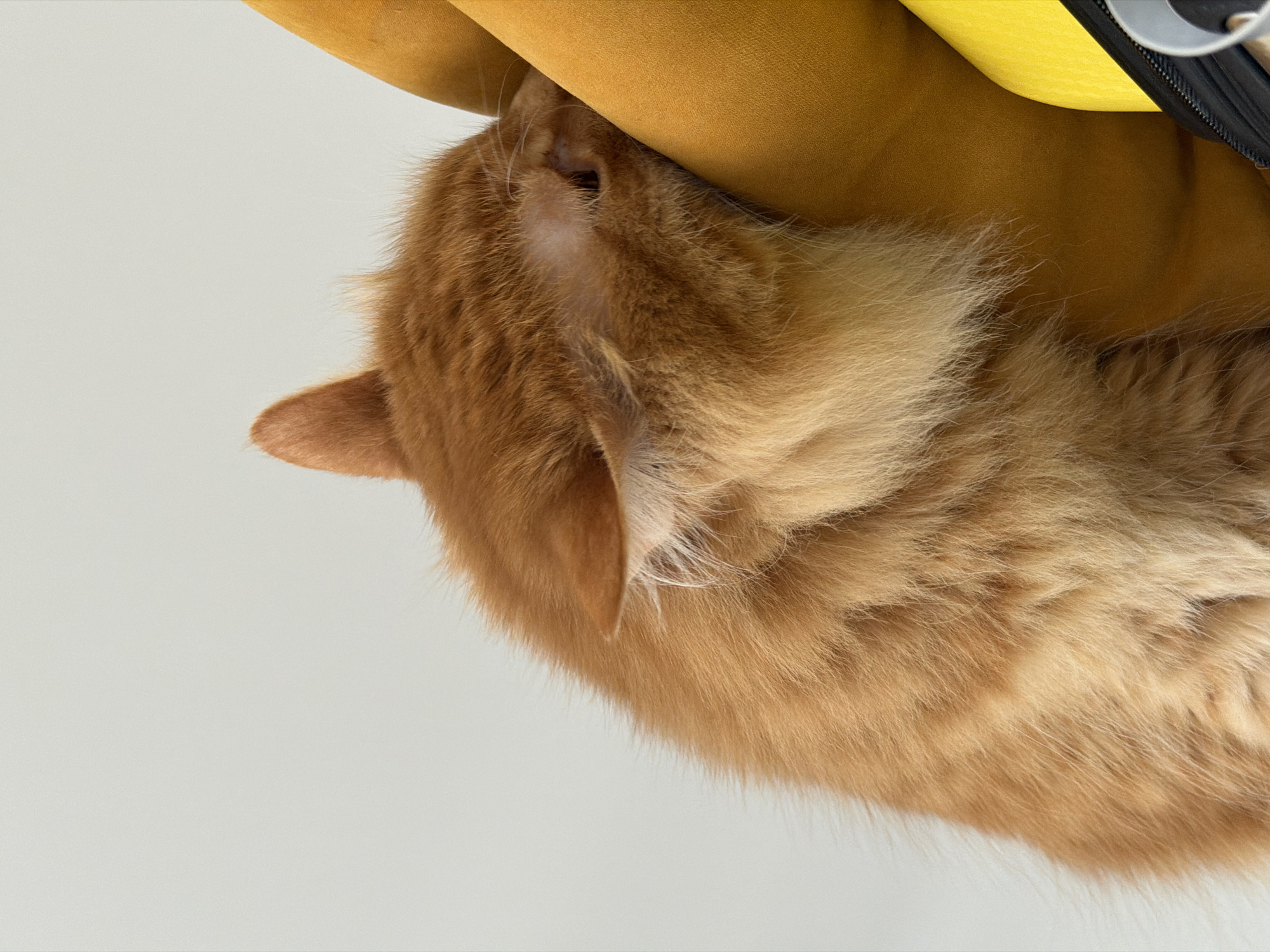 A close-up, slightly rotated view shows the head and upper body of an orange tabby cat pressed against a yellow upholstered object. The cat's fur is visible in detail, and a portion of the object appears to be part of a bag with a black zipper and silver hardware. The background is a light grey or white. The location is not discernible from the image.