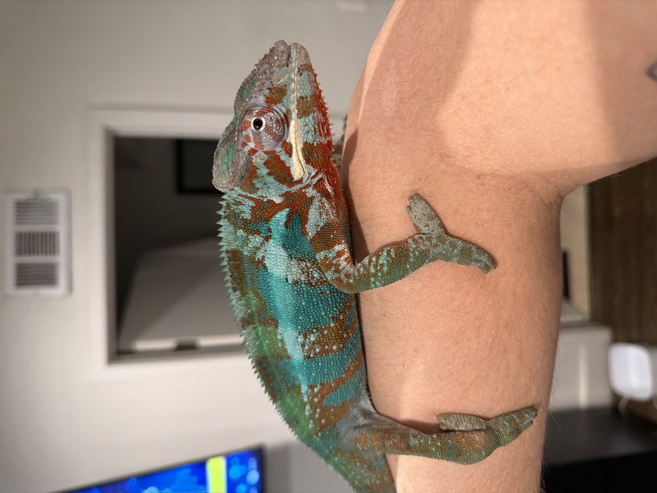An adult male Panther Chameleon, exhibiting vibrant turquoise, green, red, and orange coloration with scattered light blue tubercles, is perched on the bare forearm of a person. The chameleon's head is oriented to the right, with its prominent right eye visible. Its four feet are gripping the skin of the arm. The person's arm, with a light to medium skin tone, occupies the lower portion of the frame; a dark tattoo is partially visible on the inner forearm near the bottom right.
The scene is an indoor residential environment. A light gray or off-white wall forms the background. High on the wall, a white rectangular air conditioning or heating vent with horizontal slats is visible. Below and to the right of the vent, a dark rectangular doorway leads into another, darker room. To the far left, a portion of a television screen displays bright blue and yellow-green abstract patterns. A blurred white cylindrical object, possibly a waste bin or humidifier, is partially visible in the lower-left background.
The image contains no discernible visual elements or landmarks to confirm the specific location as Los Angeles, United States of America; it depicts a generic interior.