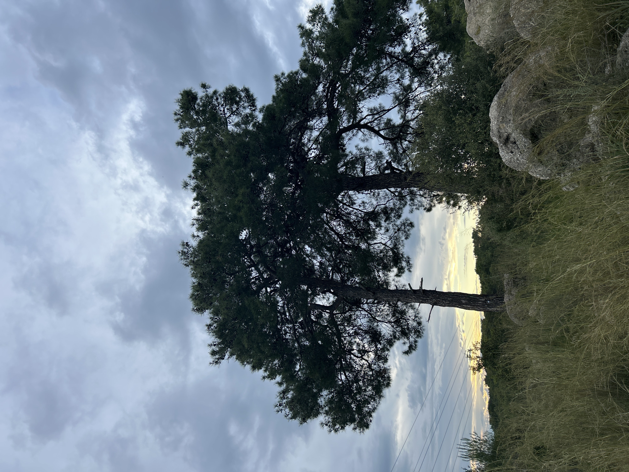 The image captures a landscape with two prominent trees silhouetted against a cloudy sky. The vegetation includes tall grass and scattered rocks. In the background, there is a glimpse of what appears to be a sunset or dawn, with a strip of light between the trees and the horizon. Power lines are visible. Given the location of Alanya, Turkey, it is possible this scene is in a more rural or mountainous area.