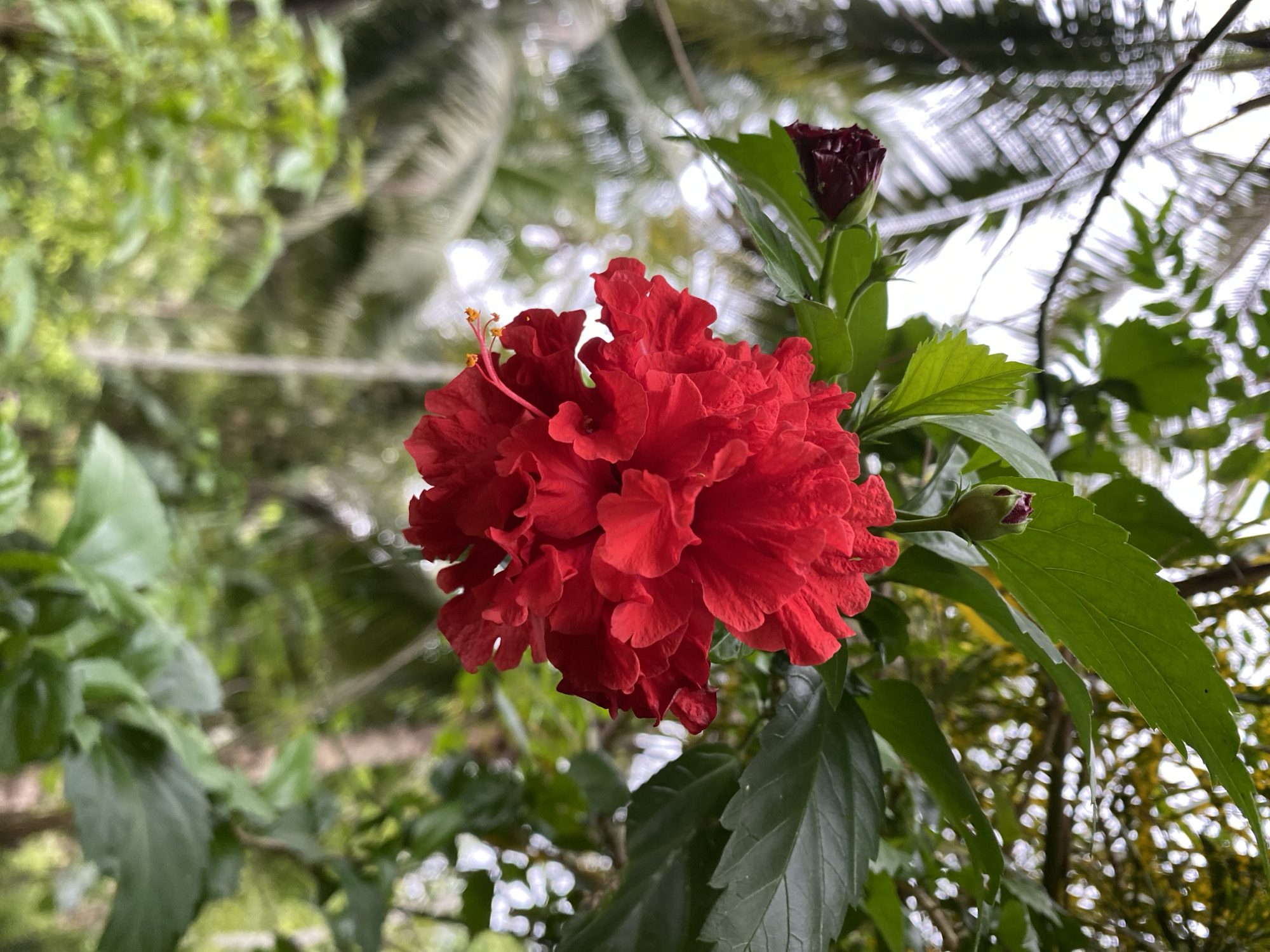 A red hibiscus flower is in bloom, with a single red bud visible above it. Green leaves surround the flower. The background is a blur of green foliage and white sky. The image was taken in Seuneuboklhong, Indonesia.
