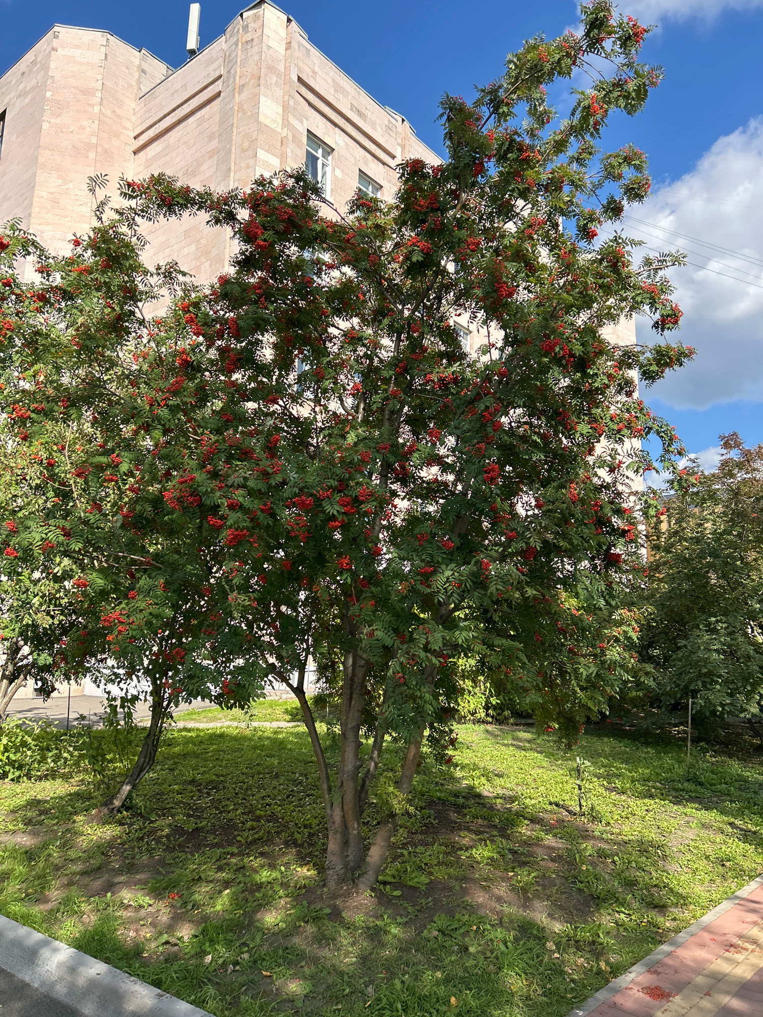The image captures a sunny day in Tomsk, Russia, with a large rowan tree laden with bright red berries as the central subject. The tree stands in a grassy area with patchy soil and scattered leaves, indicating autumn. In the background, a light-colored, multi-story building with an angular design and several windows is visible, along with a clear blue sky dotted with fluffy white clouds. A section of a red-patterned sidewalk is present in the foreground, alongside a grey concrete curb. No people or animals are visible in the scene.