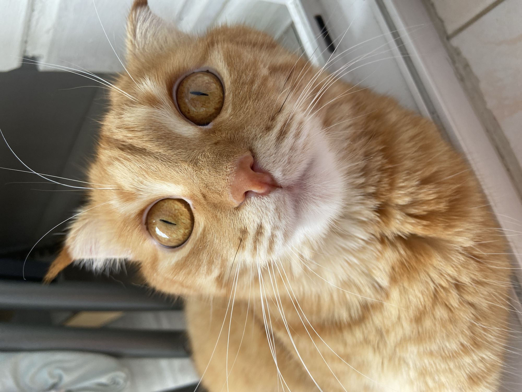 The image is a close-up, eye-level shot of an orange tabby cat's face. The cat has large, round, amber-colored eyes with vertical pupils, giving it an alert or startled expression. Its ears are slightly flattened against its head. Long, white whiskers fan out from its muzzle. The cat's fur is a vibrant orange with darker tabby markings. The background is blurred, but appears to be indoors, possibly near a window with a white frame and some vertical blinds or a radiator visible behind the cat's head. There is no indication of the city of Balashikha, Russia, or any specific urban environment in the image.